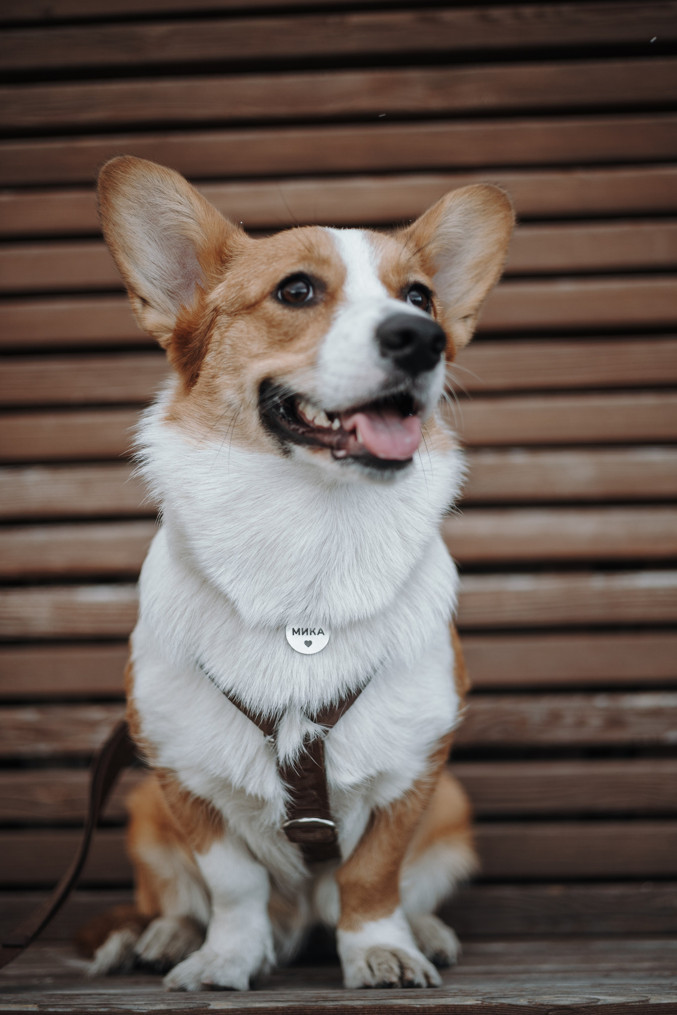 Александра и Мика. Фотограф животных Евгения Верцинская