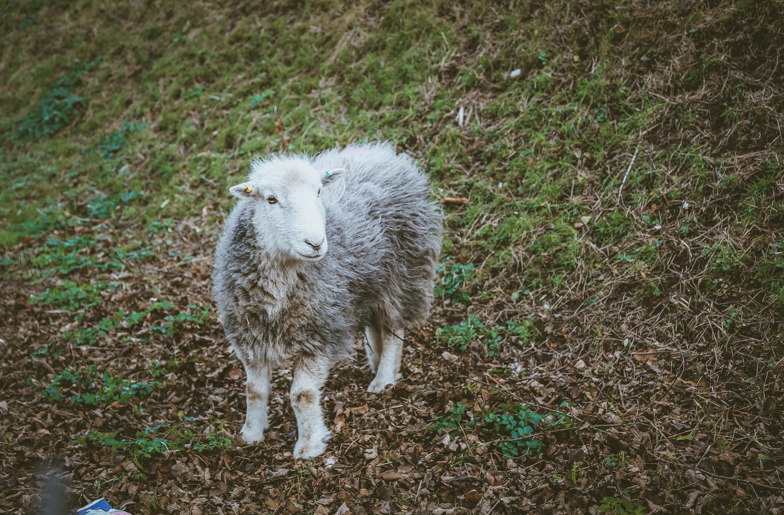 Англия: Дувр — на краю истории. Дарья Письменюк / Darya Leitstern — фотограф, музыкант, журналист, путешественник
