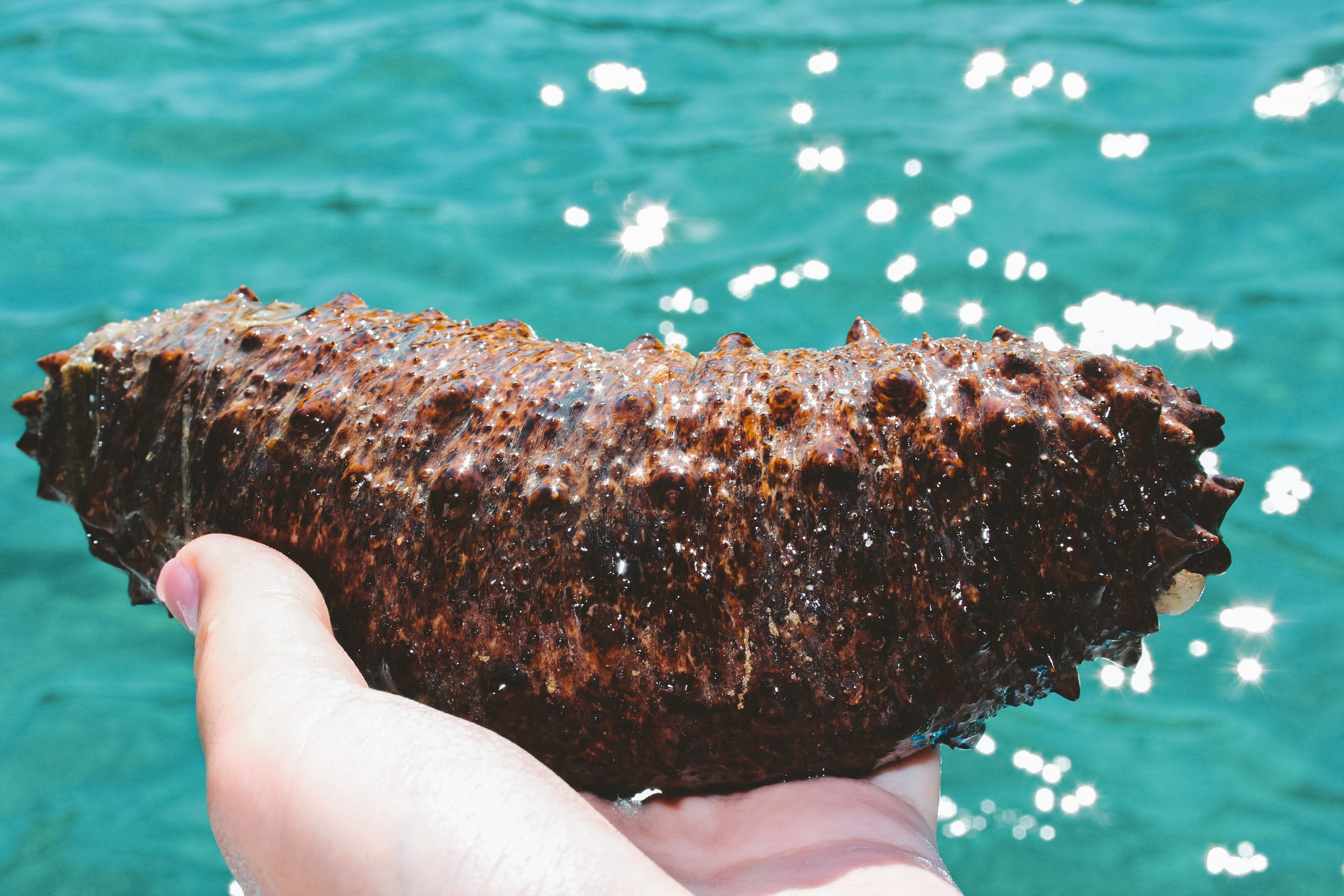 Хорватия: Долорес. Дарья Письменюк / Darya Leitstern — фотограф, музыкант, журналист, путешественник