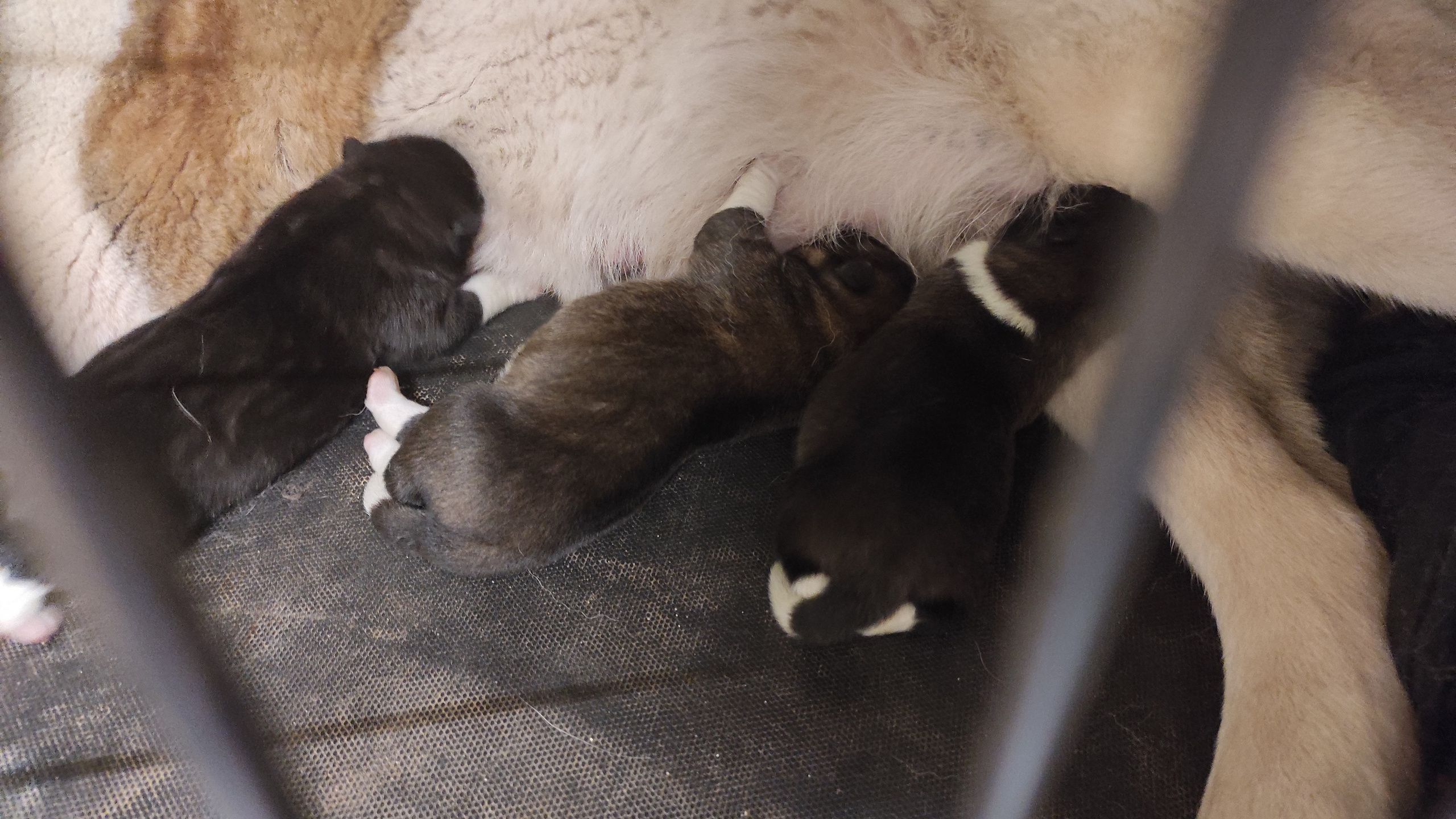 Американская акита  щенки питомник Санкт-Петербург клубные щенки Американская акита питомник RUBYLIGHT Рубилайт купить щенка американской акиты