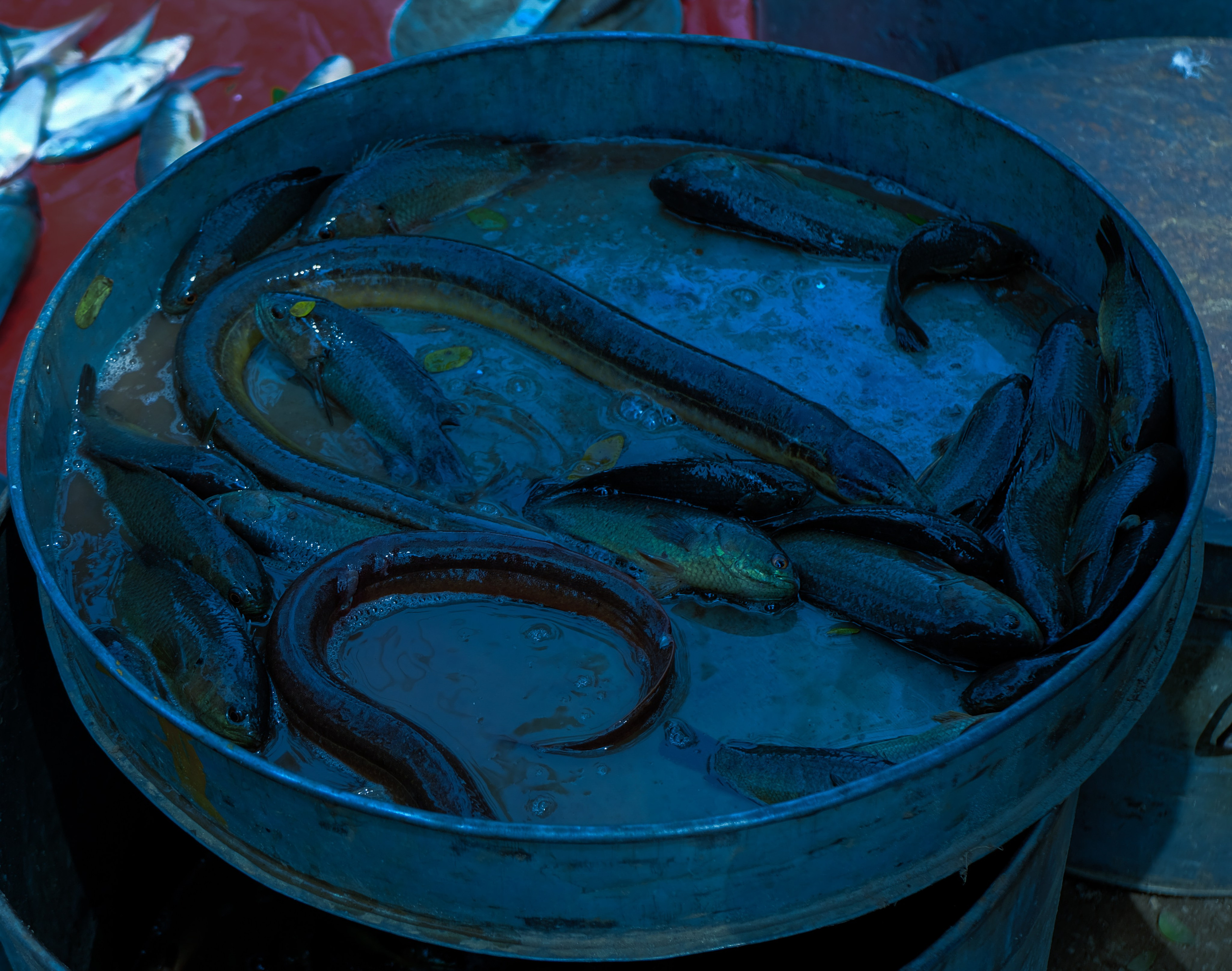 Индия Штат Ассам день 1. Фотографии из путешествий