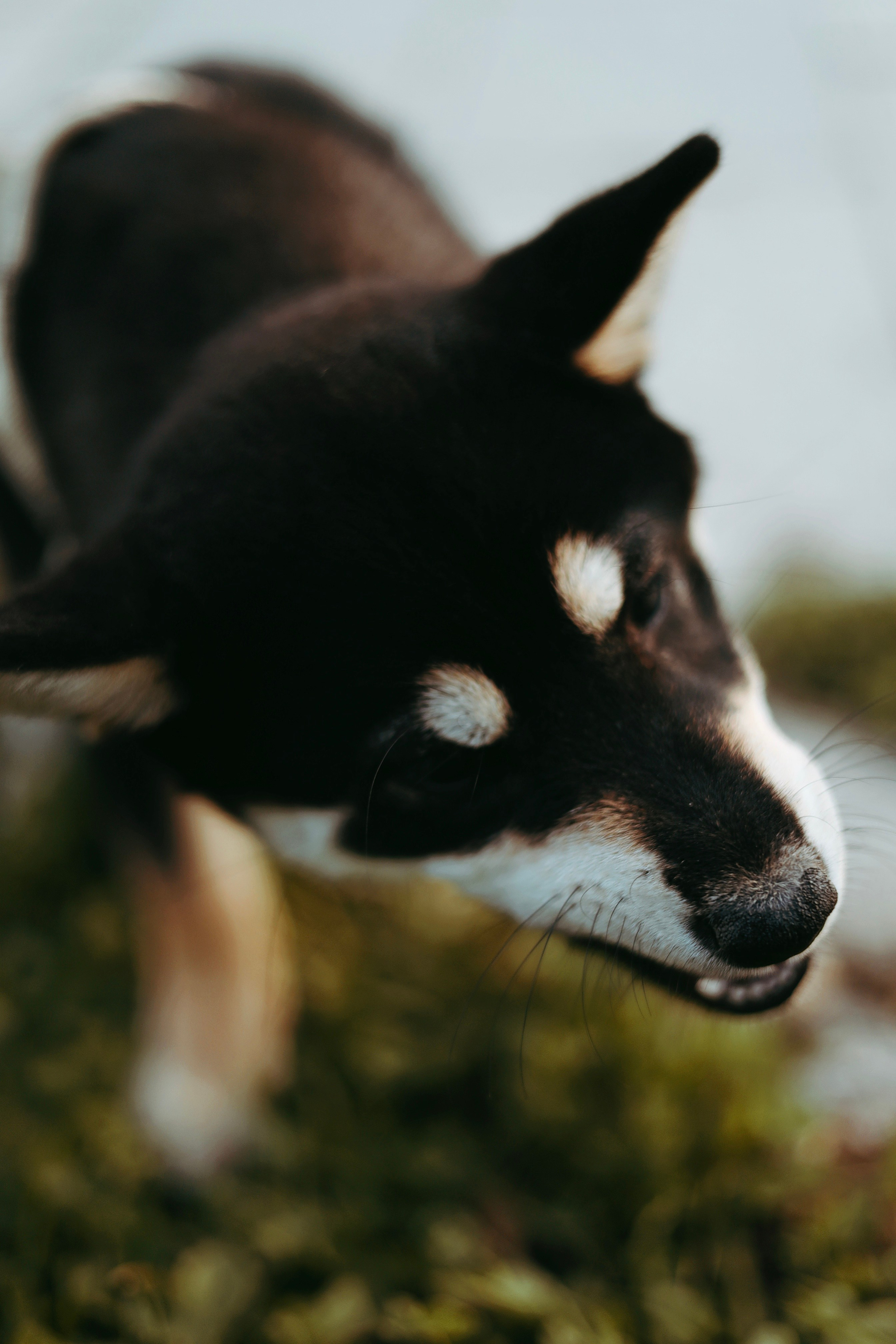Puppy. Фотосессии в Москве и Санкт-Петербурге, а также по столицам стран Евро