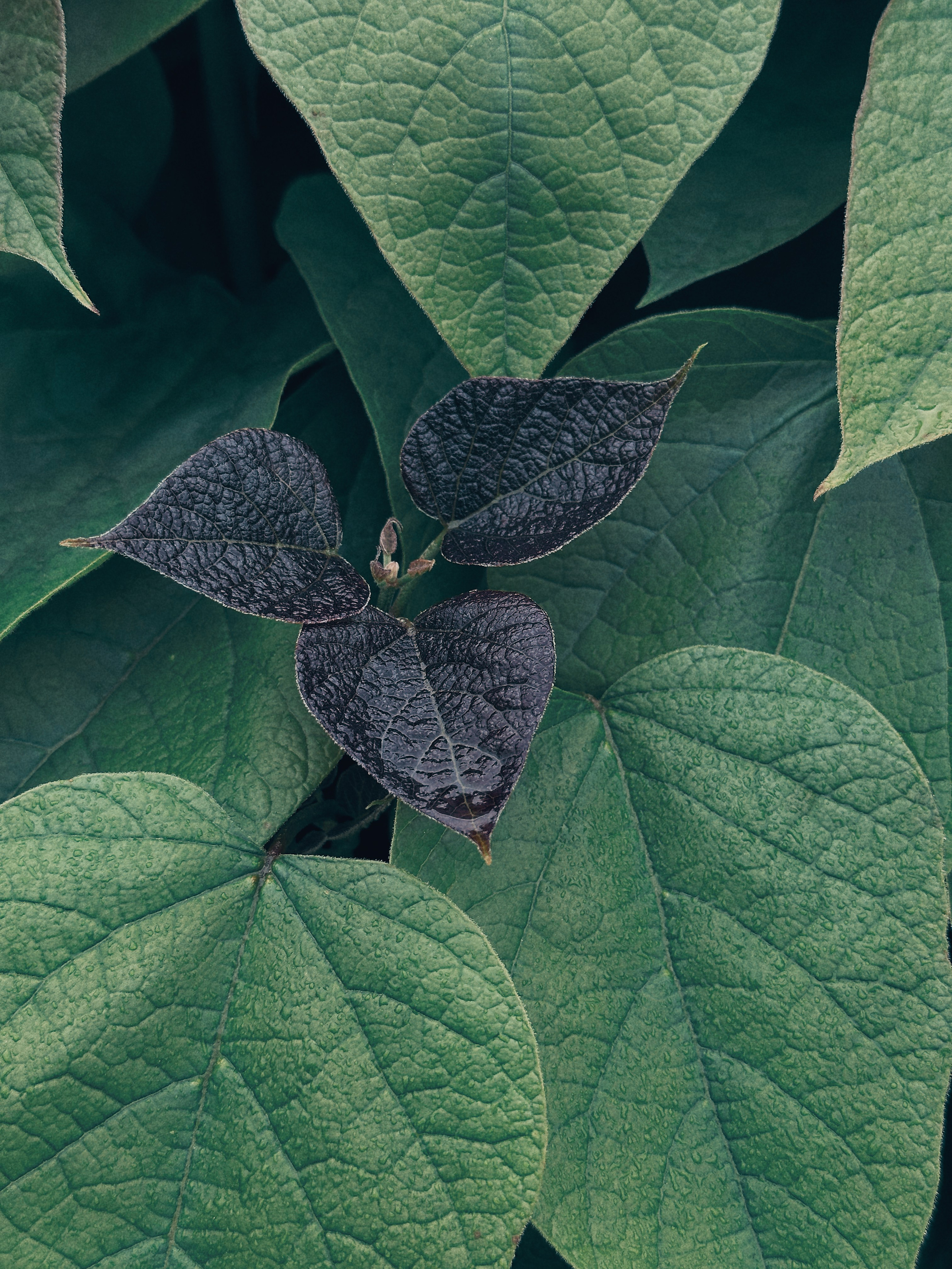 Макро любовь. Смотри, красота!