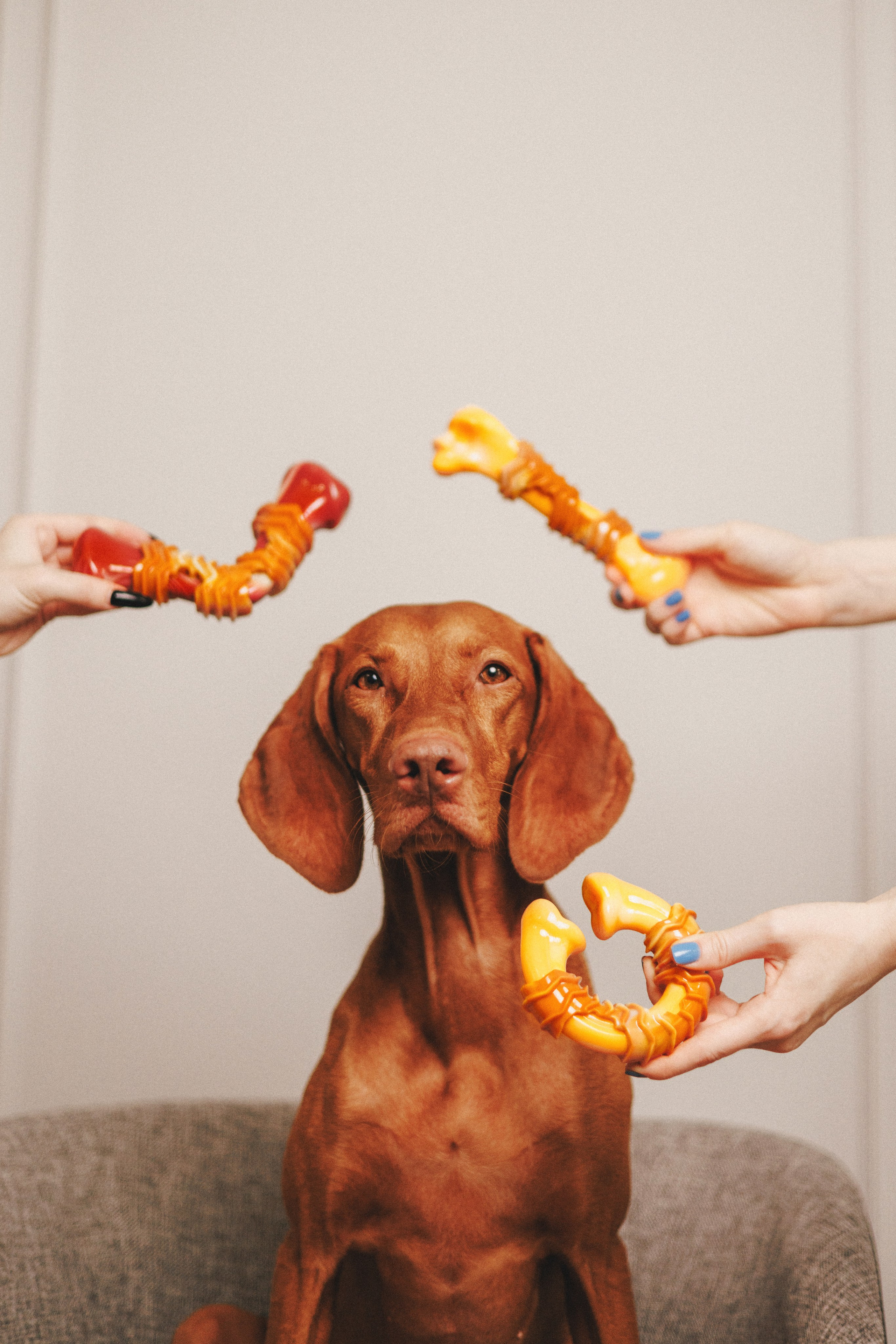 Товары для питомцев M-Pets & Petbiology. Фотограф анималист Осипчикова Мария