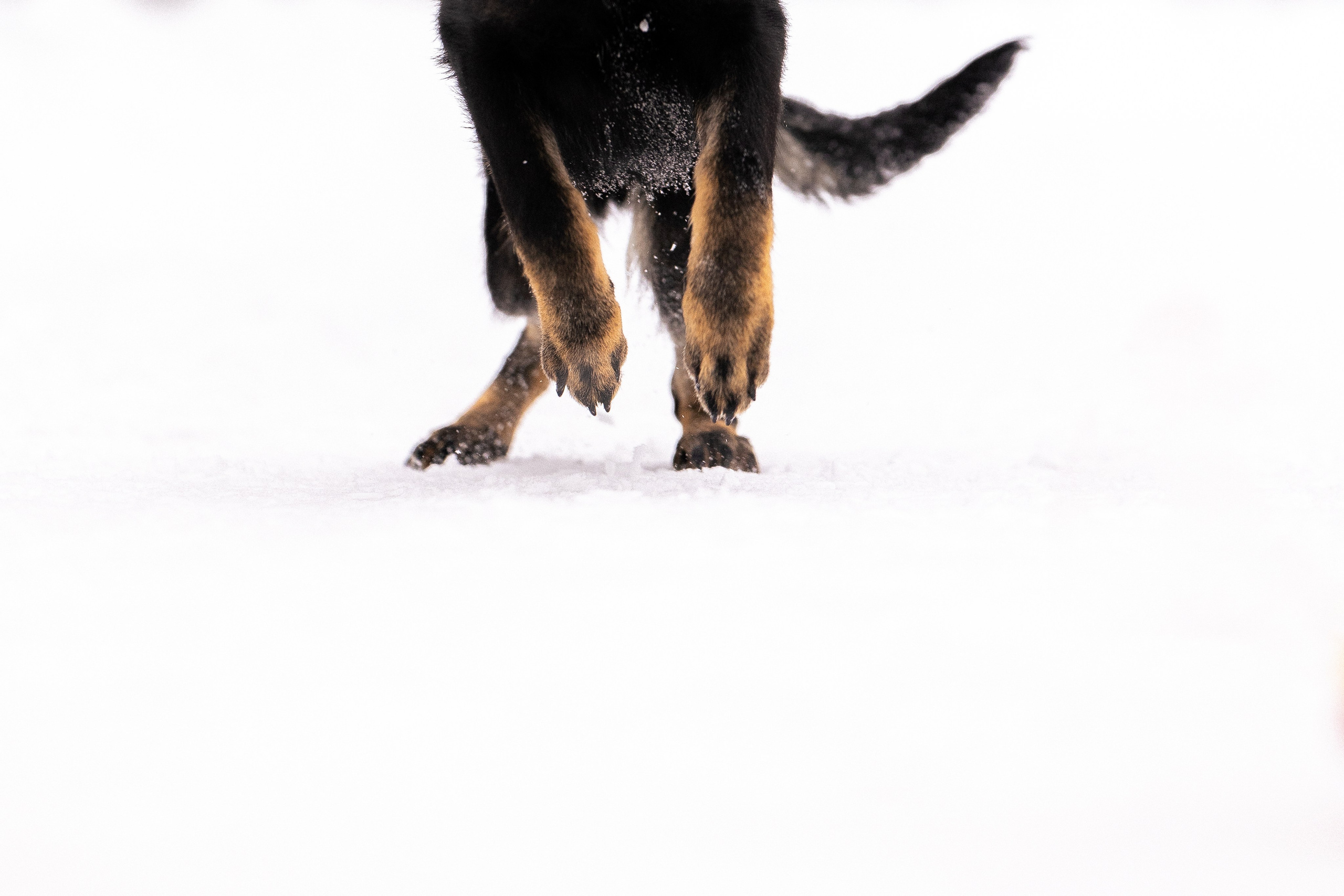 Немецкая овчарка. Фотограф и видеограф анималист Аганина Дарья