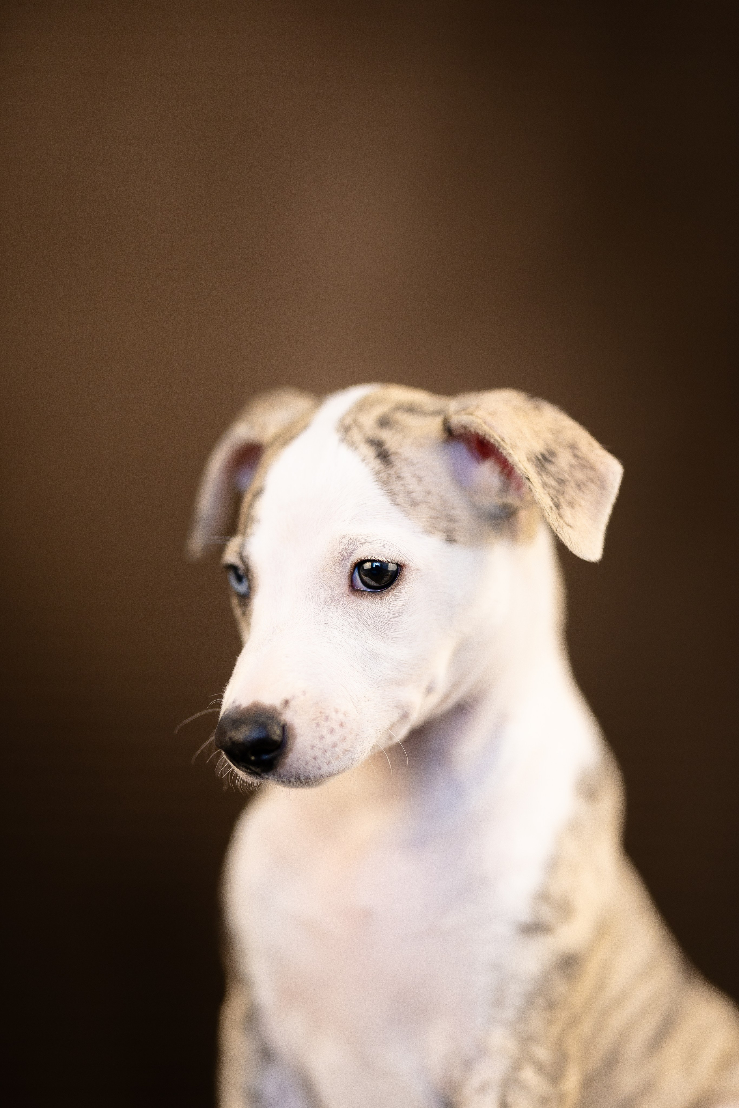 Уиппет. Фотограф и видеограф анималист Аганина Дарья