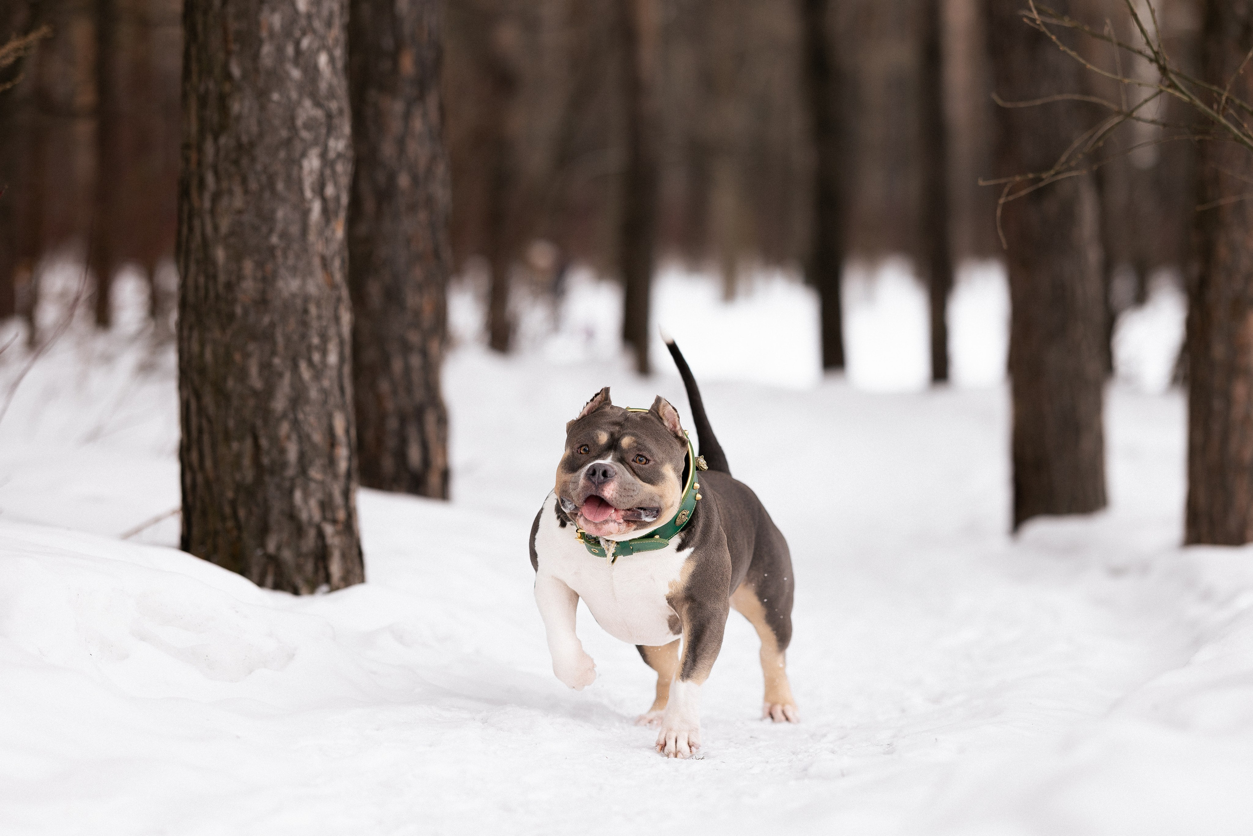 Лера и Наган. Фотограф и видеограф анималист Аганина Дарья