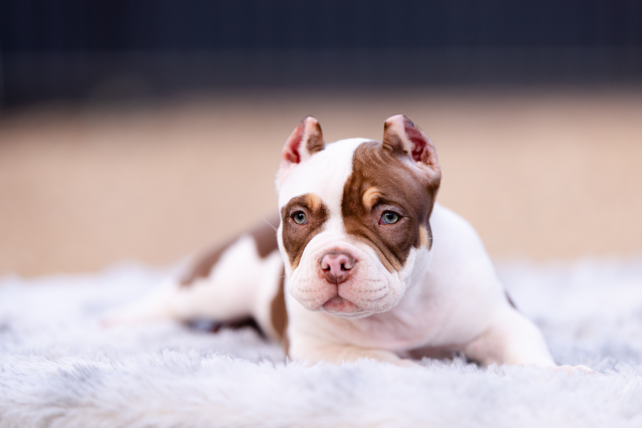 Булли. Фотограф и видеограф анималист Аганина Дарья