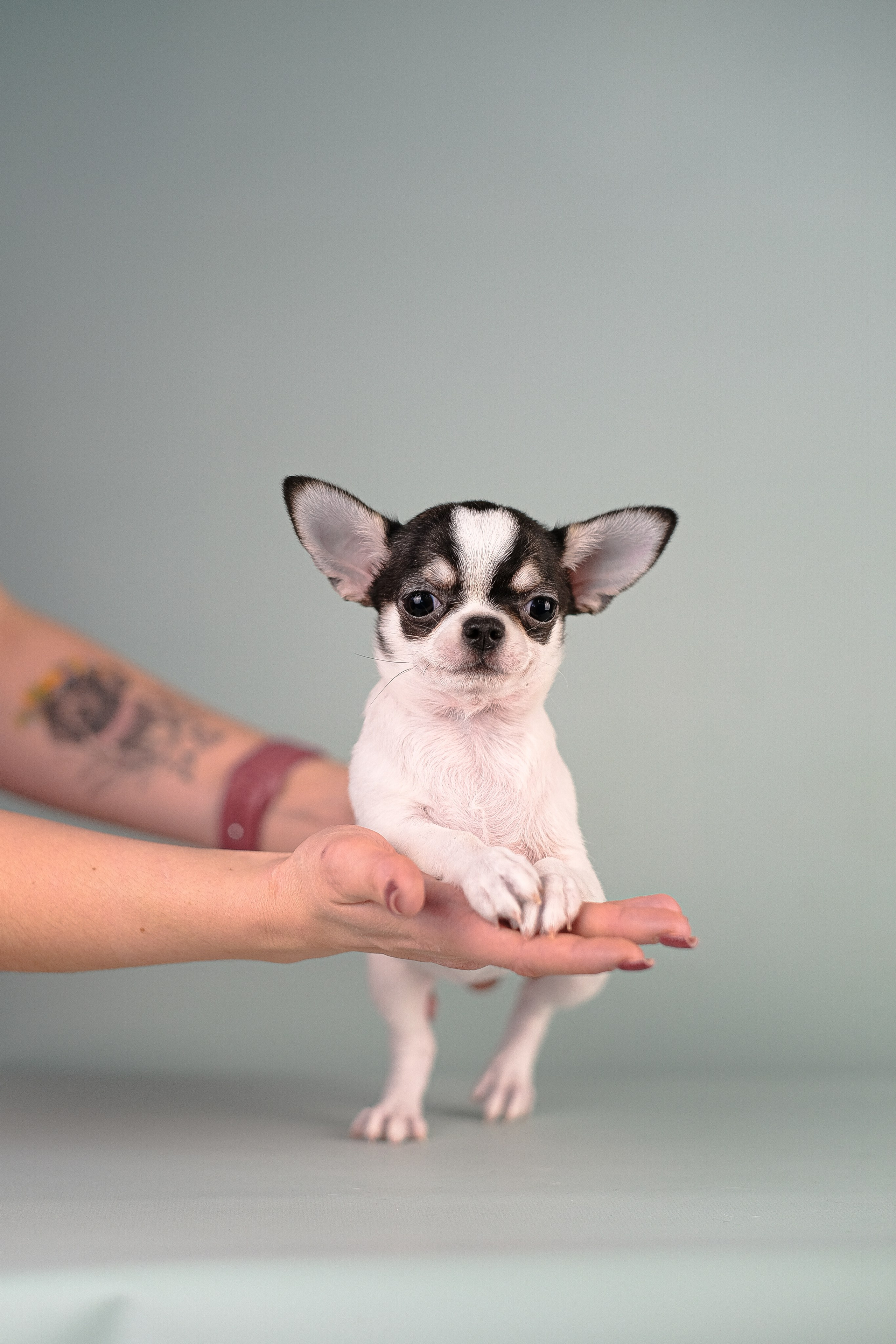 Чихуа хуа. Фотограф и видеограф анималист Аганина Дарья