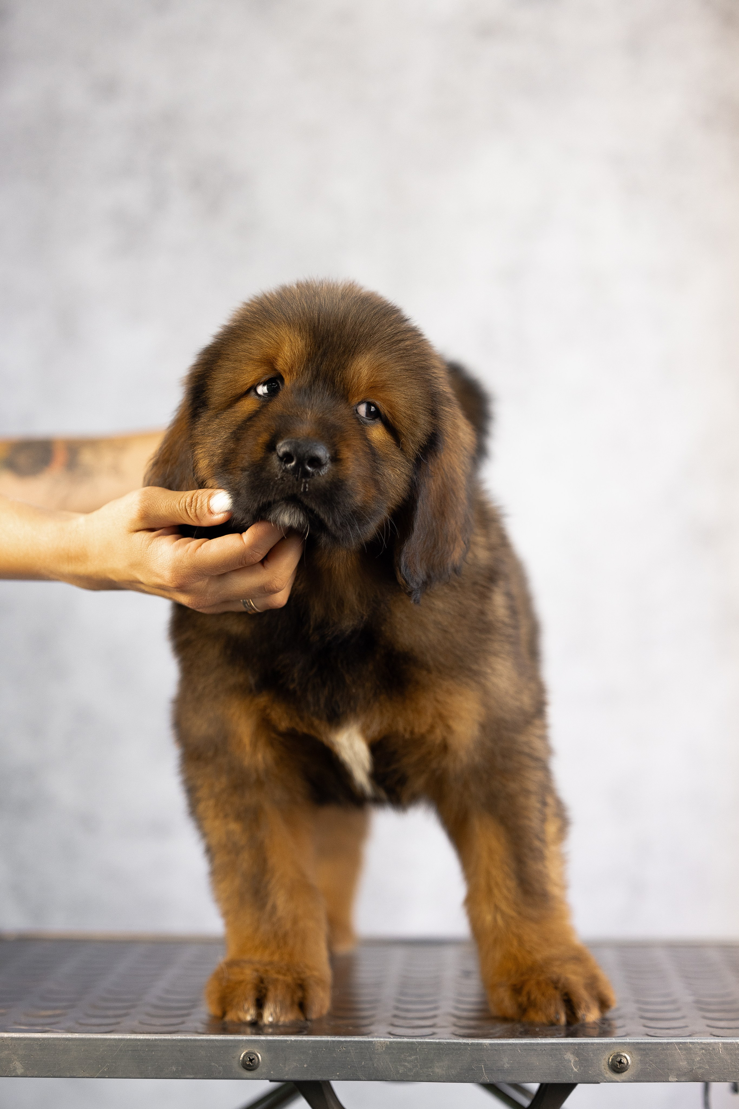 Тибетский мастиф. Фотограф и видеограф анималист Аганина Дарья