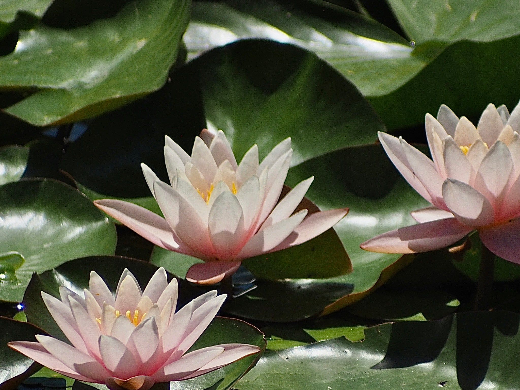 Флора и фауна. Смотри, красота!