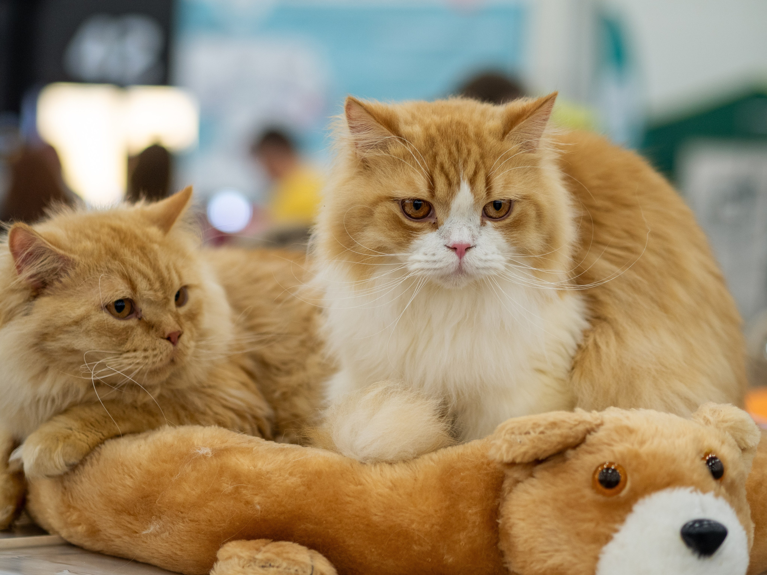 Анималистика. Сайт портфолио двух профессиональных фотографов