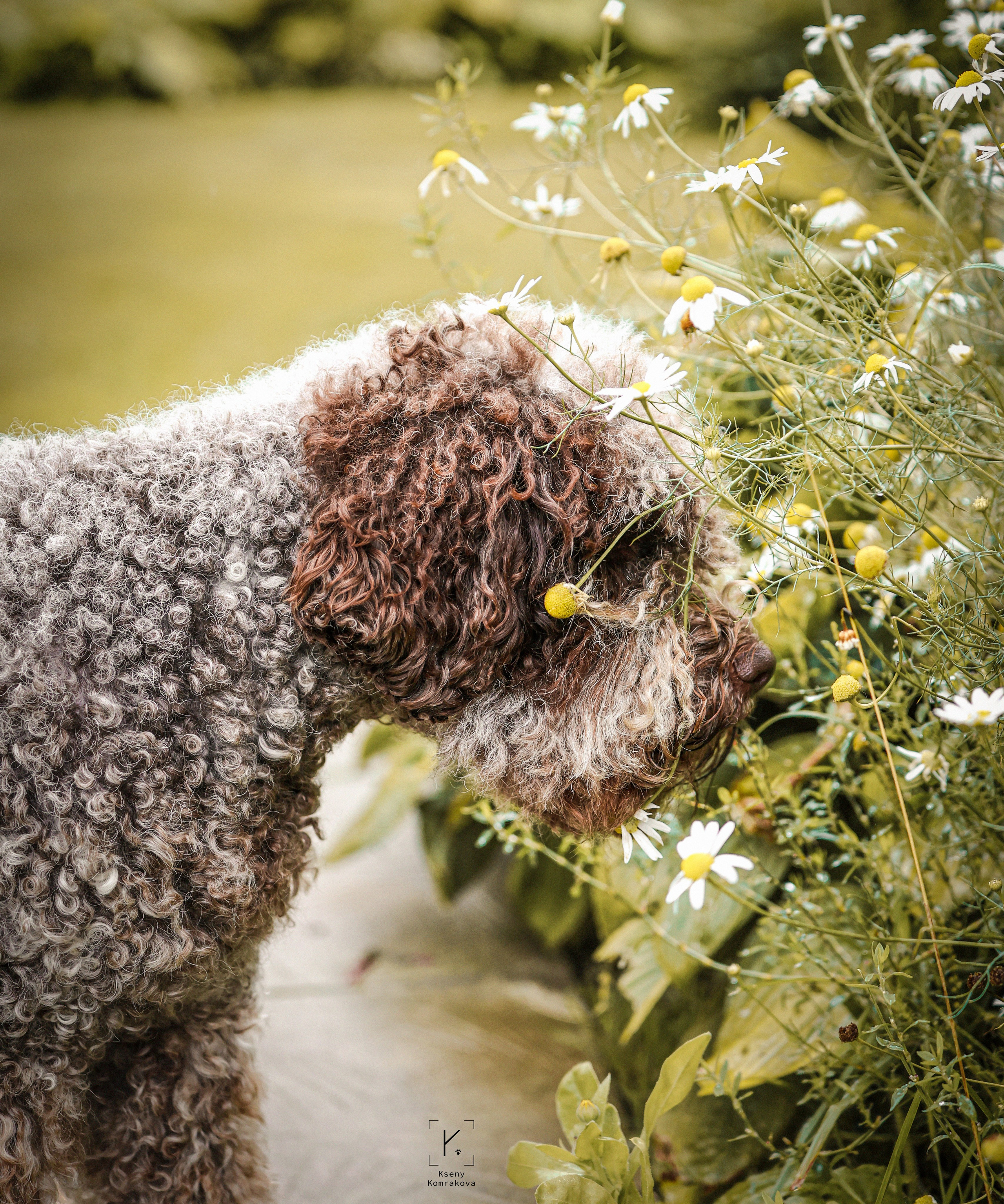 Анималистика. Репортаж. Индивидуальная съемка