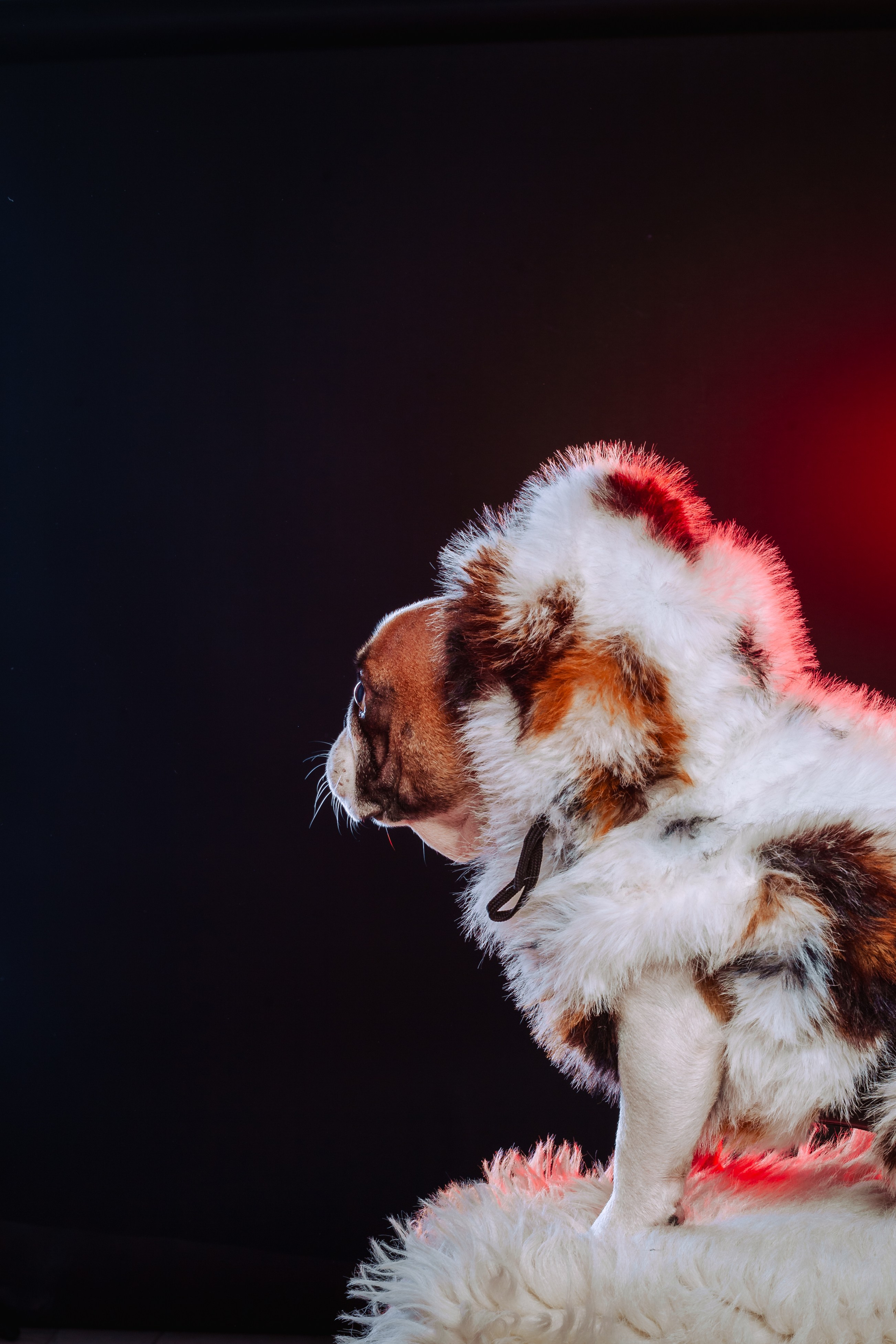 Студийная фотосессия с цветным светом. Фотограф-анималист Татьяна Степанова