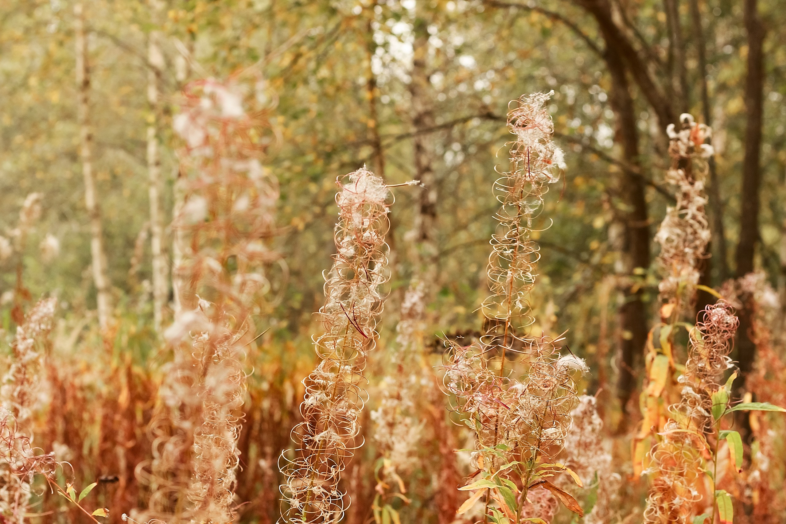 Свет и Цвет. Аmat Victoria Сuram