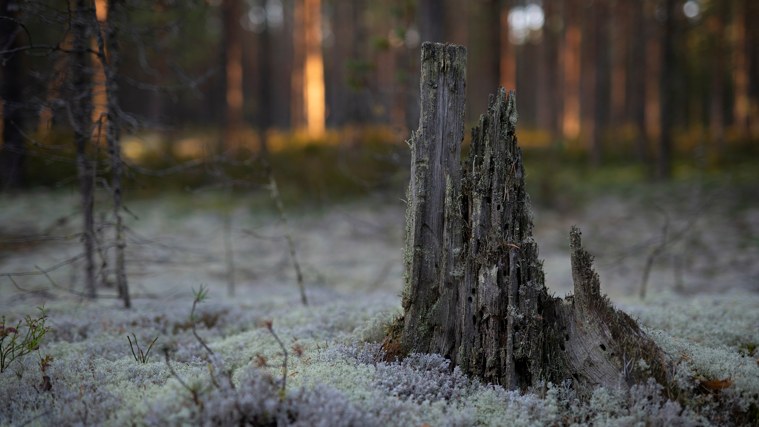 Nature. Фотограф Павел Гранкин, Россия, Москва
