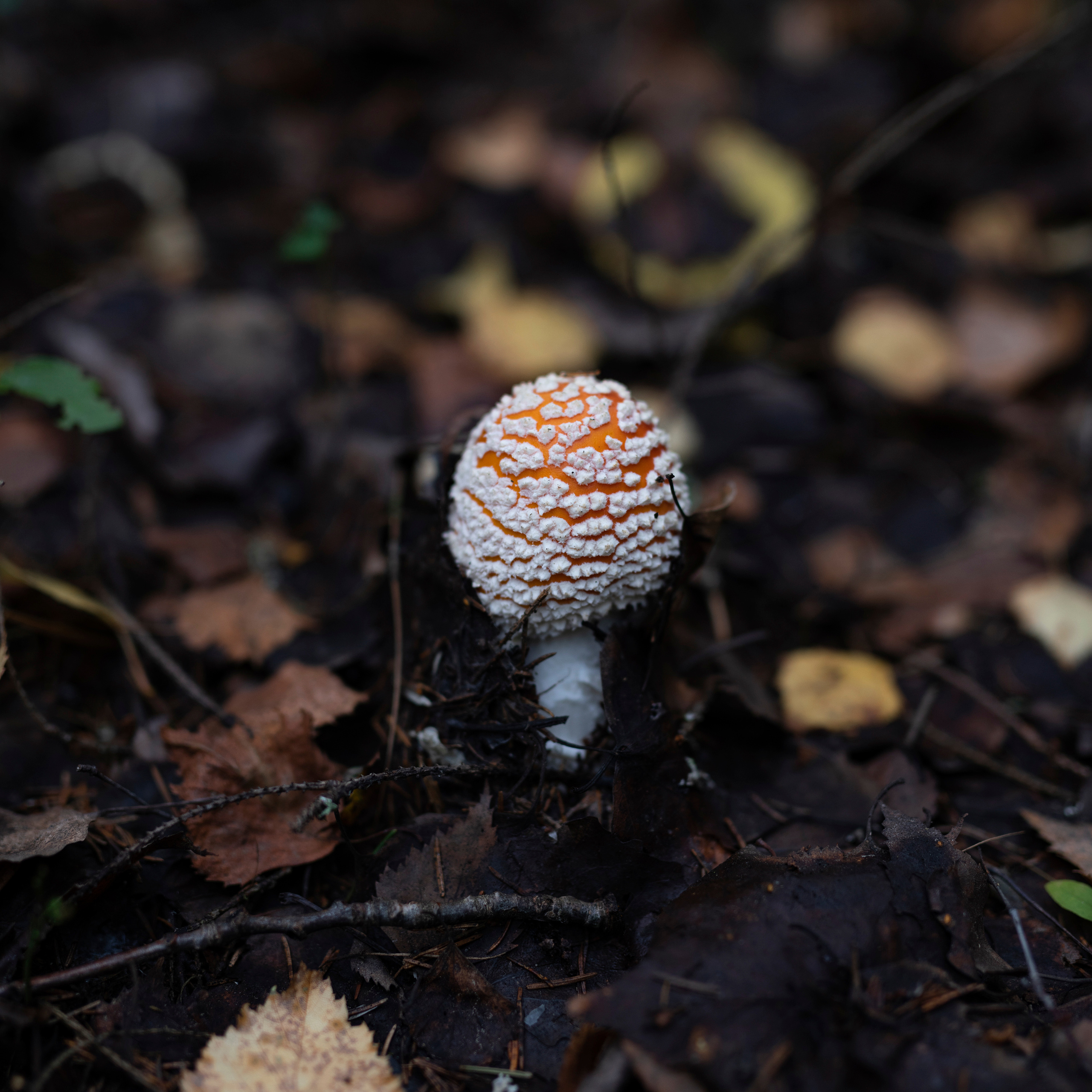 Nature. Фотограф Павел Гранкин, Россия, Москва