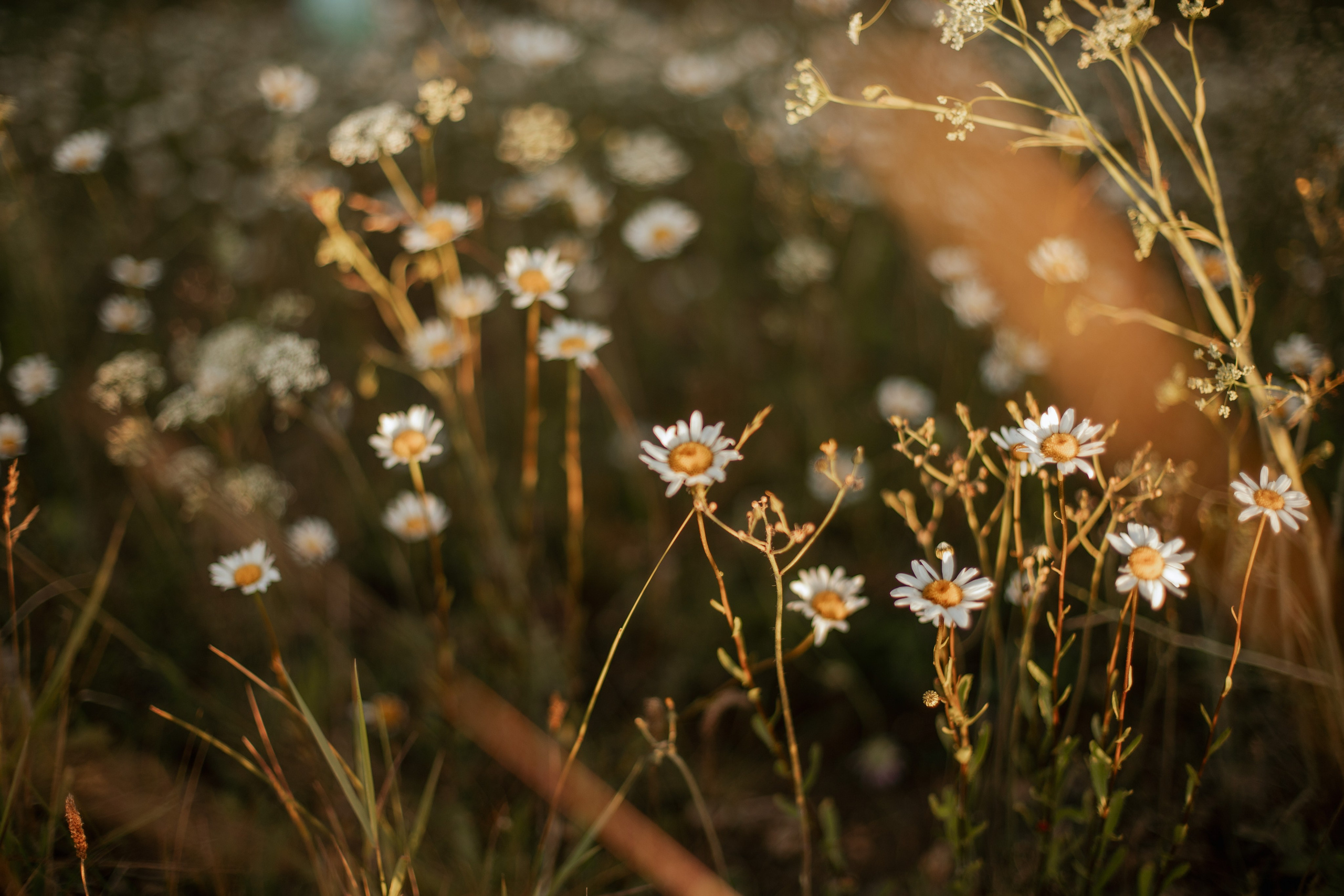 История о любви. Семейный фотограф Колосова Полина