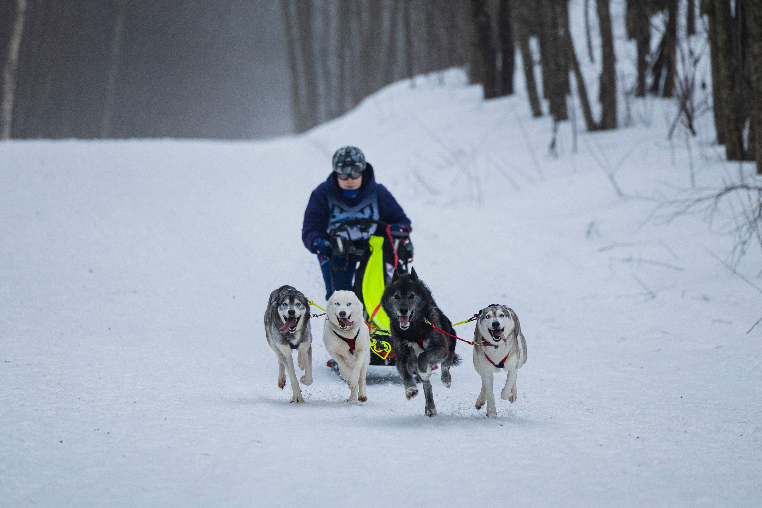 Зимний Чемпионат Санкт-Петербурга по ездовому спорту. Фотограф-анималист Анна Маринич