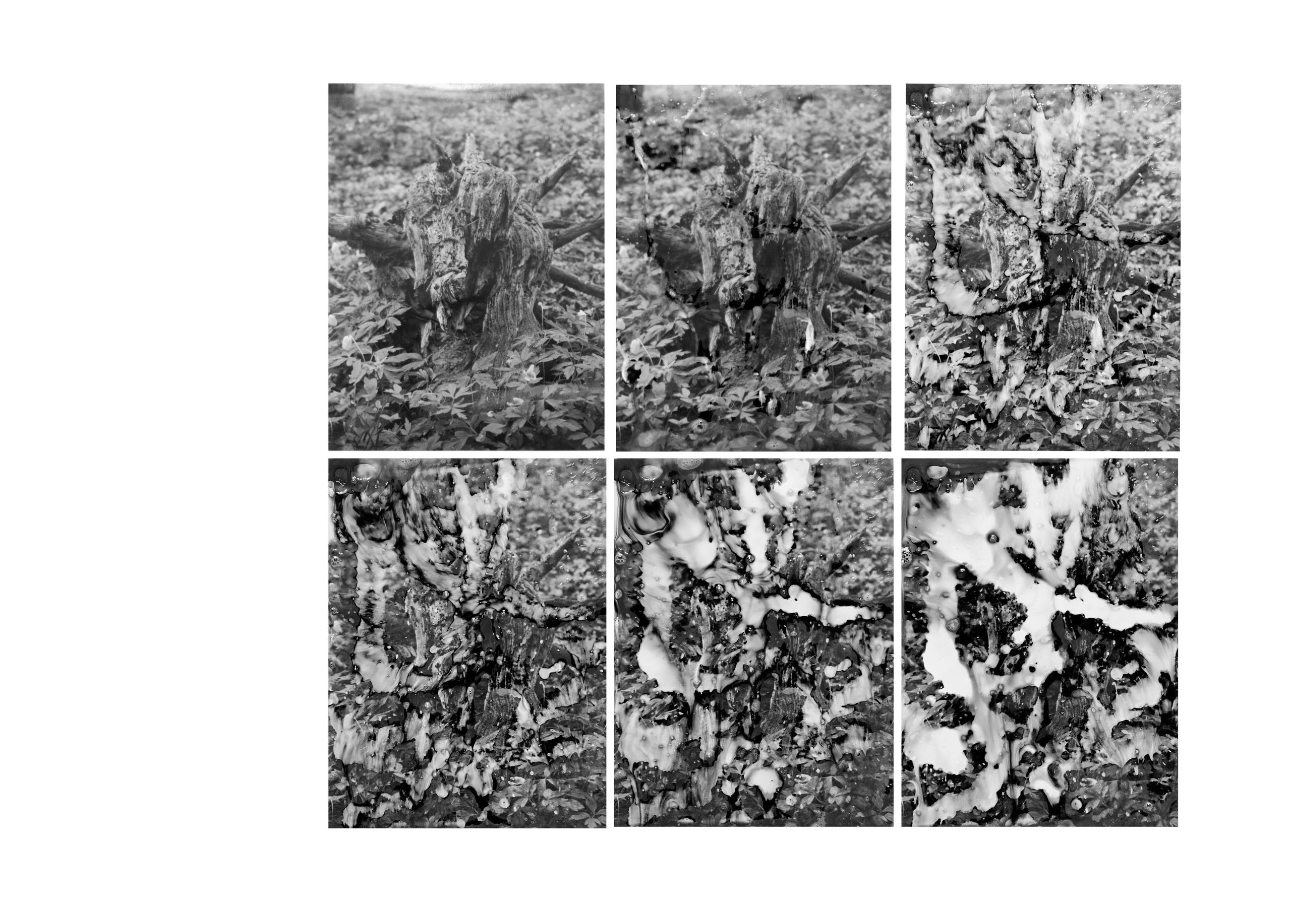 Я приношу к себе лес я себя приношу в лес. Алиса Косарева