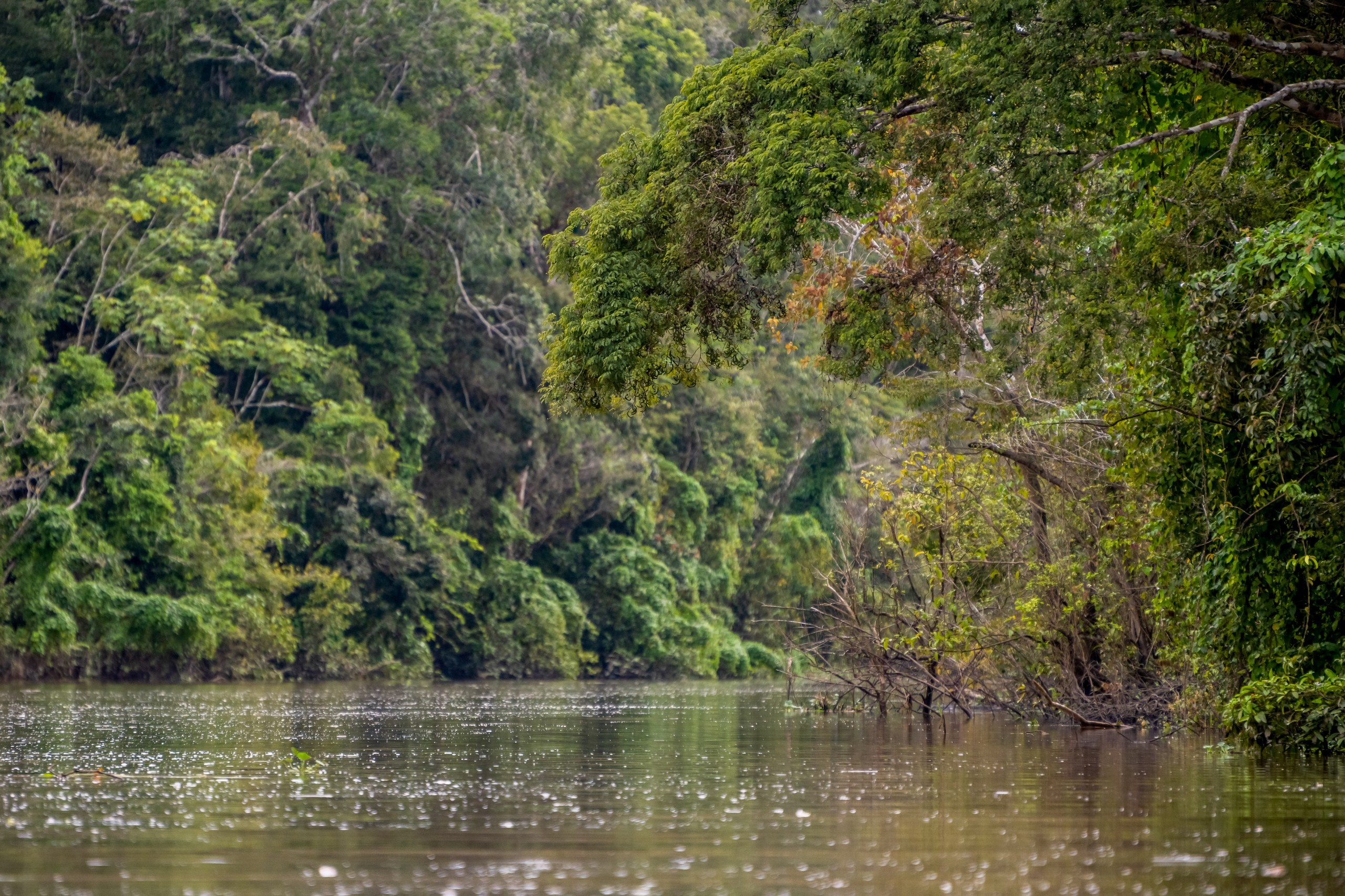 Перу, Амазонка, Пейзаж, фотографии дикой природы, пейзажный фотограф, фотограф Зуев Андрей, fotozuev