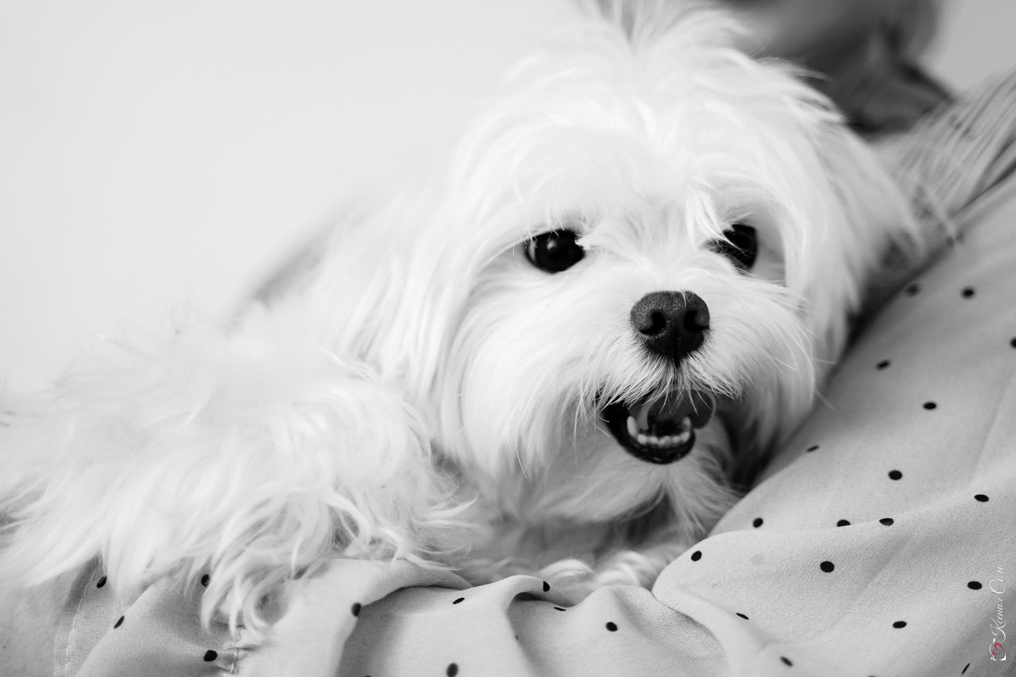 Наташа и Бадди. Фотограф Ксения Соло