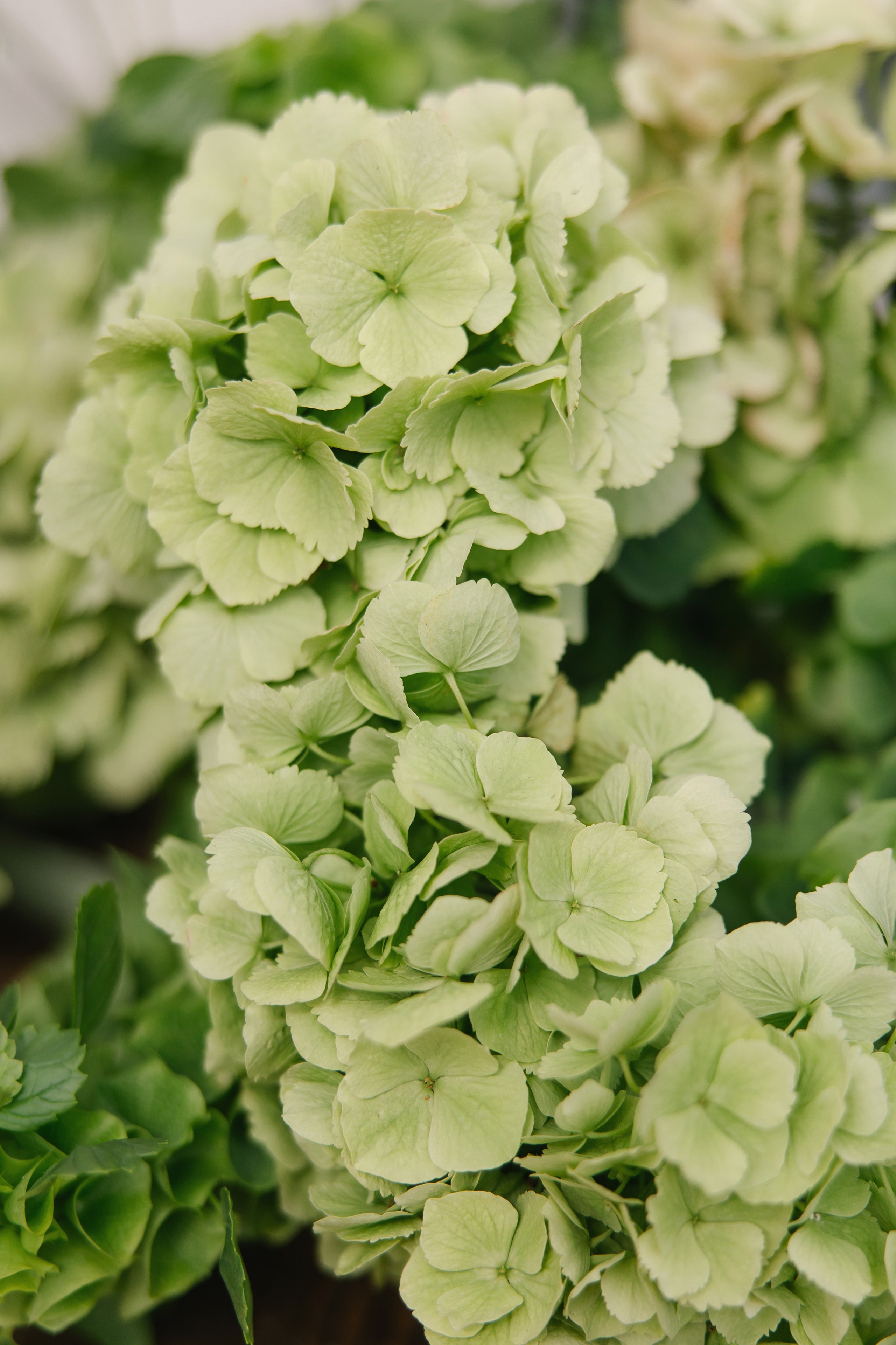 Нурик и Диана. Свадебный и семейный фотограф в Красноярске Прохорова Екатерина