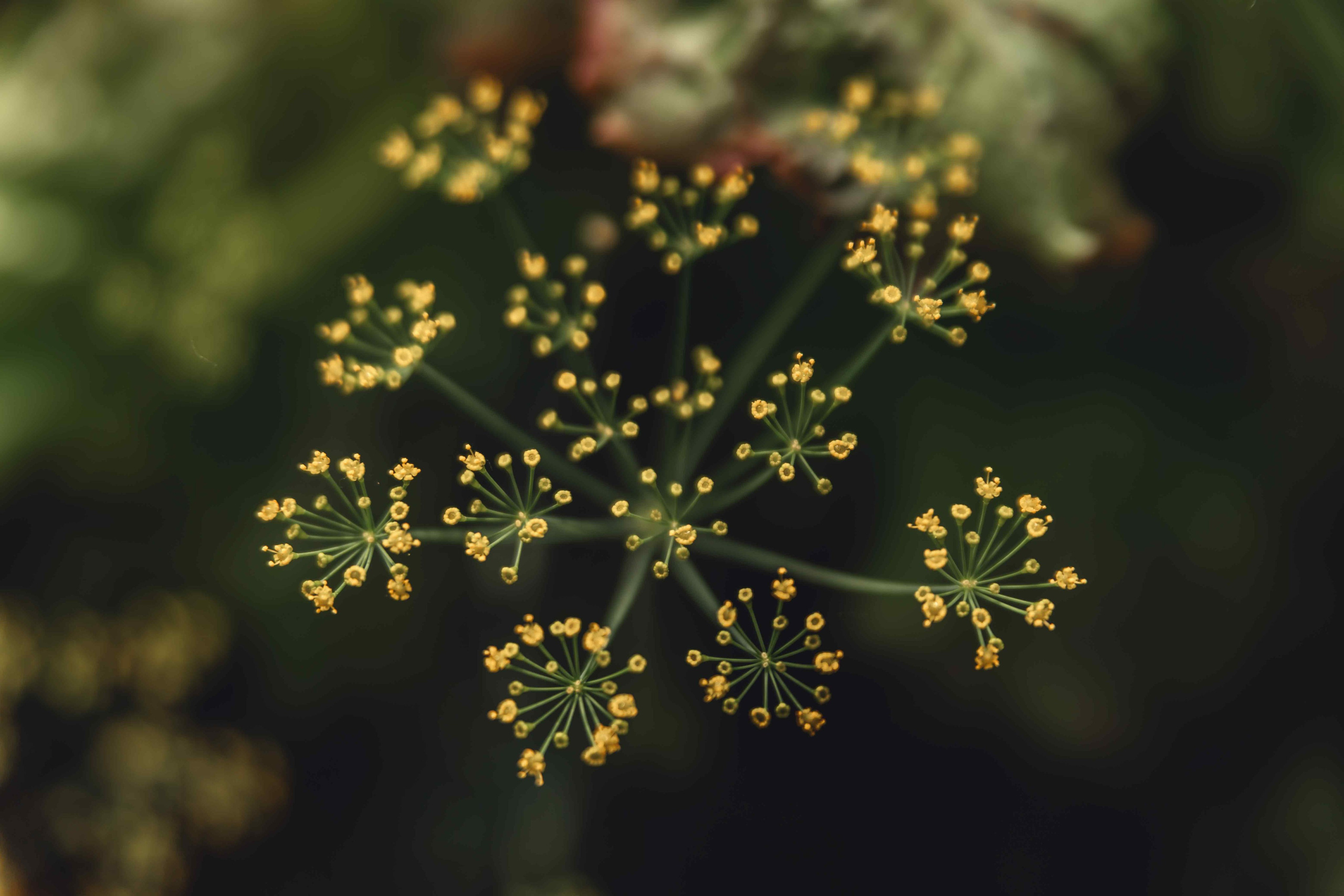 Детская фотосессия. Семейный, свадебный и детский фотограф в Новосибирске Ольга Хидченко