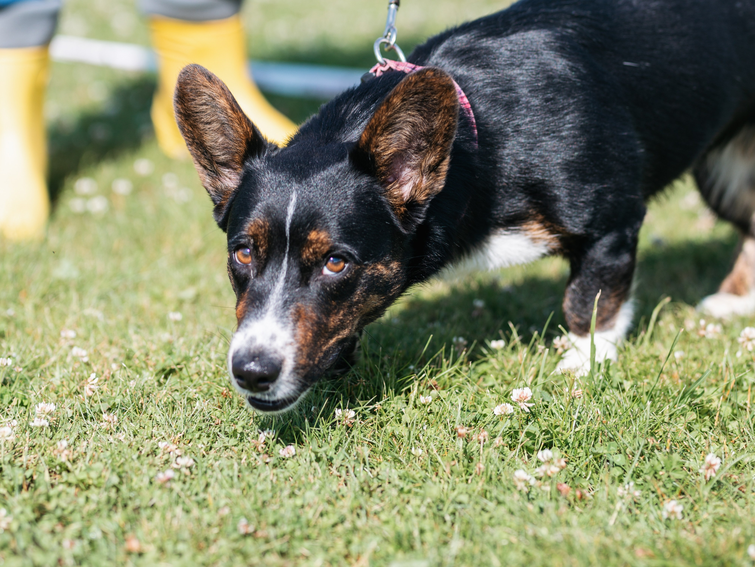 Лагерь ноузворк. Фотограф-анималист в Москве Кириллова Татьяна