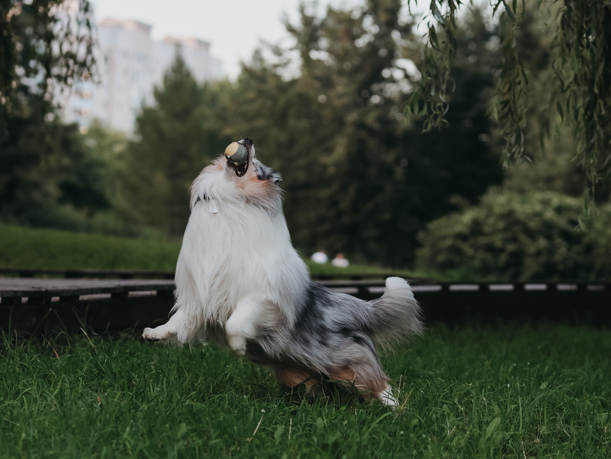 Гранд и Инга. Фотограф-анималист в Москве Кириллова Татьяна