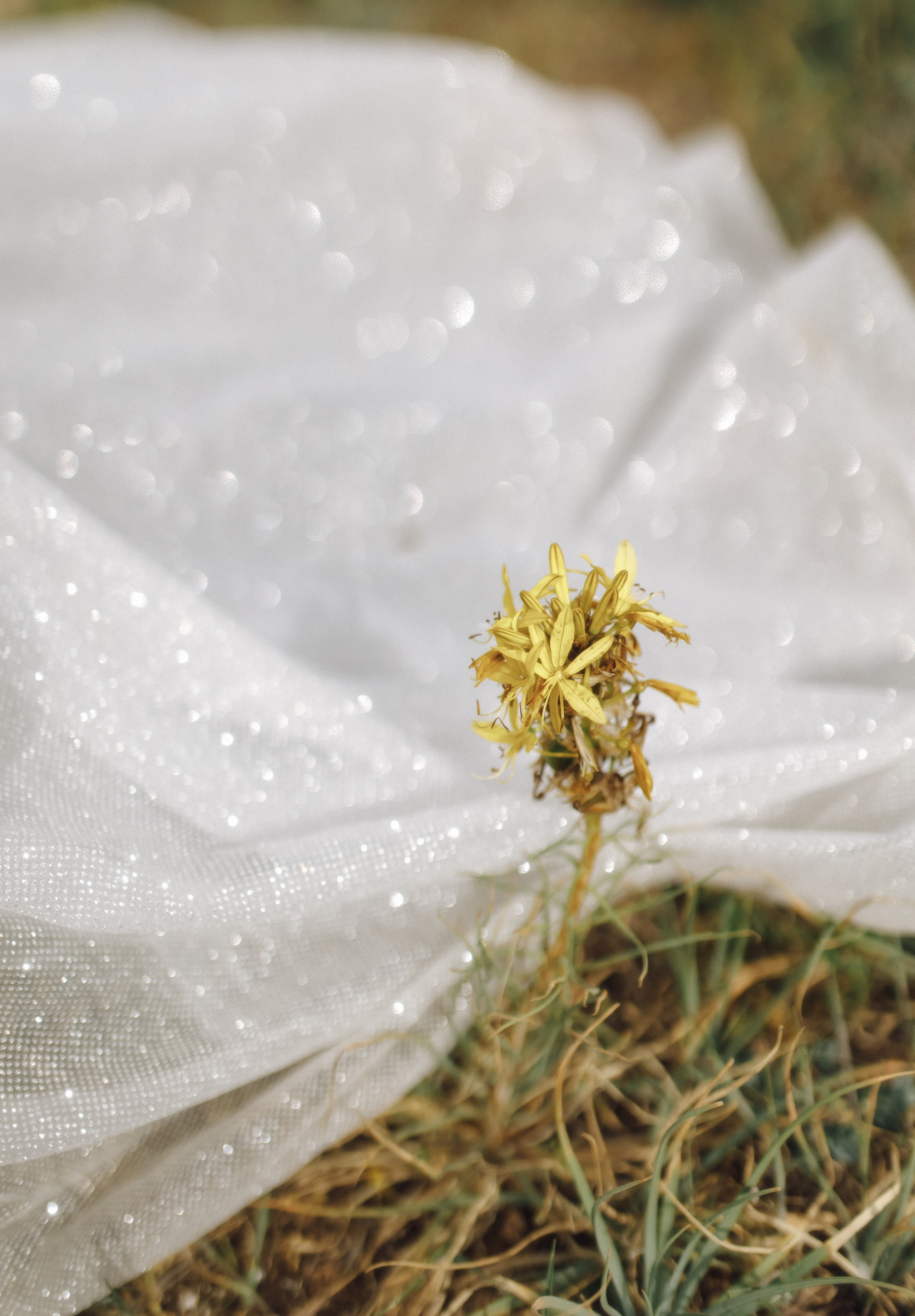 Regina & Alexander. Свадебный фотограф в Севастополе и Крыму| Tanya Sher