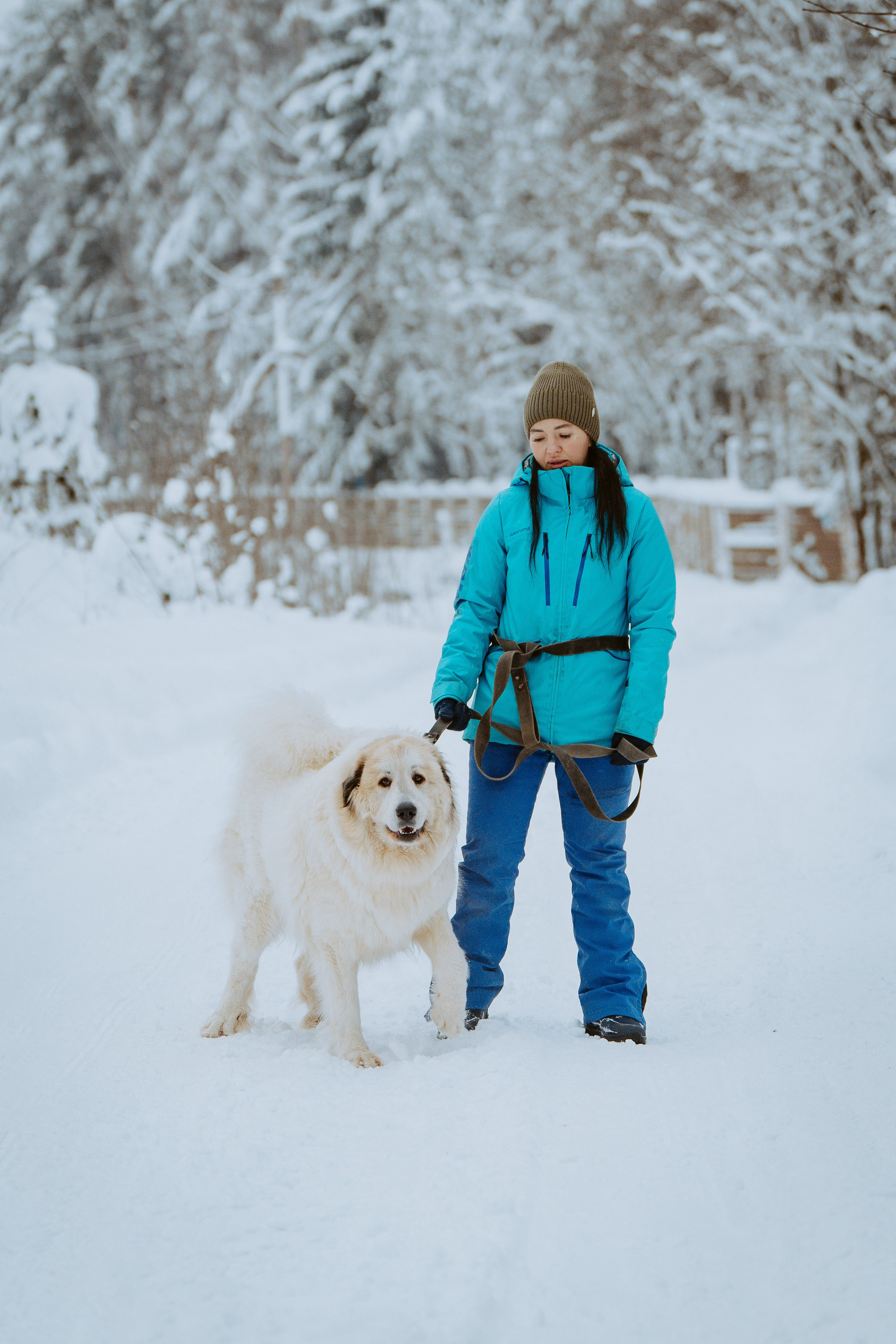 Дог трекинг. Фотограф анималист в Спб недорого Олеся Майорова