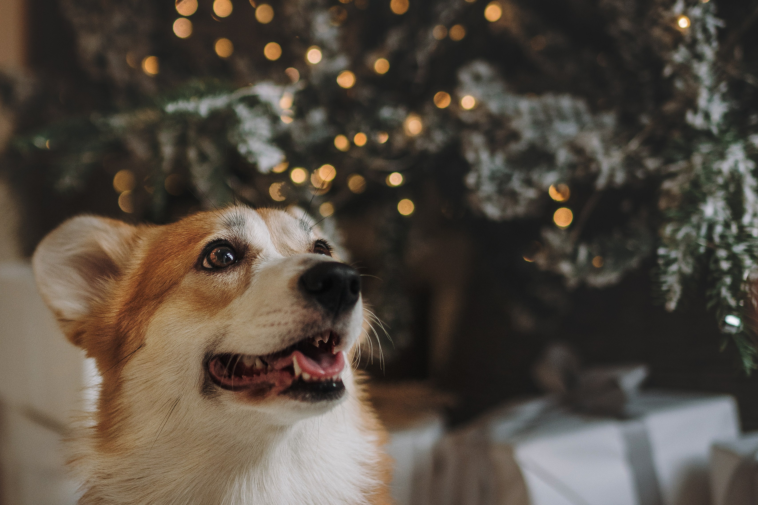 Александра и Бри. Фотограф анималист в Спб недорого Олеся Майорова