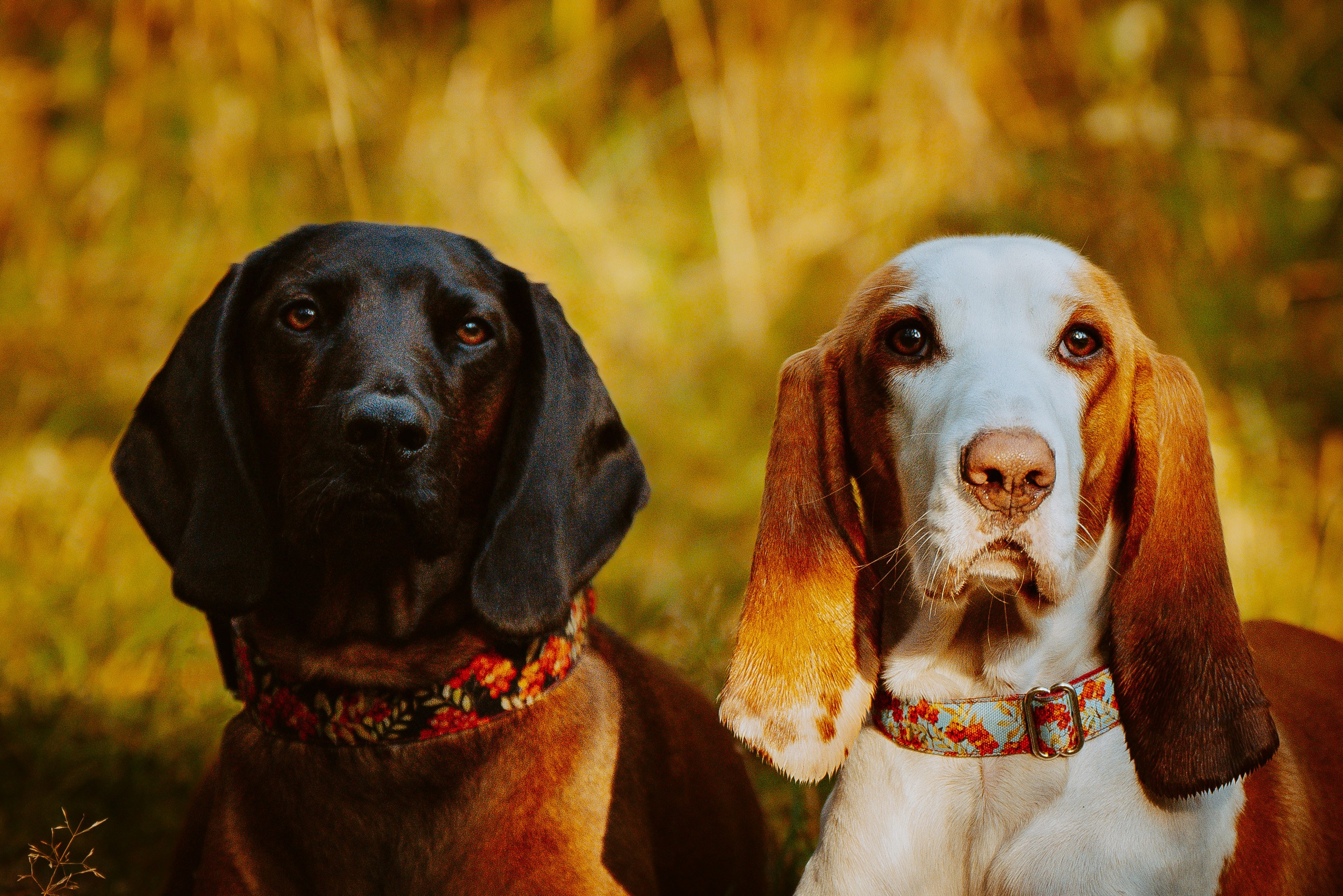Ольга, Рора и Румпель. Фотограф анималист в Спб недорого Олеся Майорова