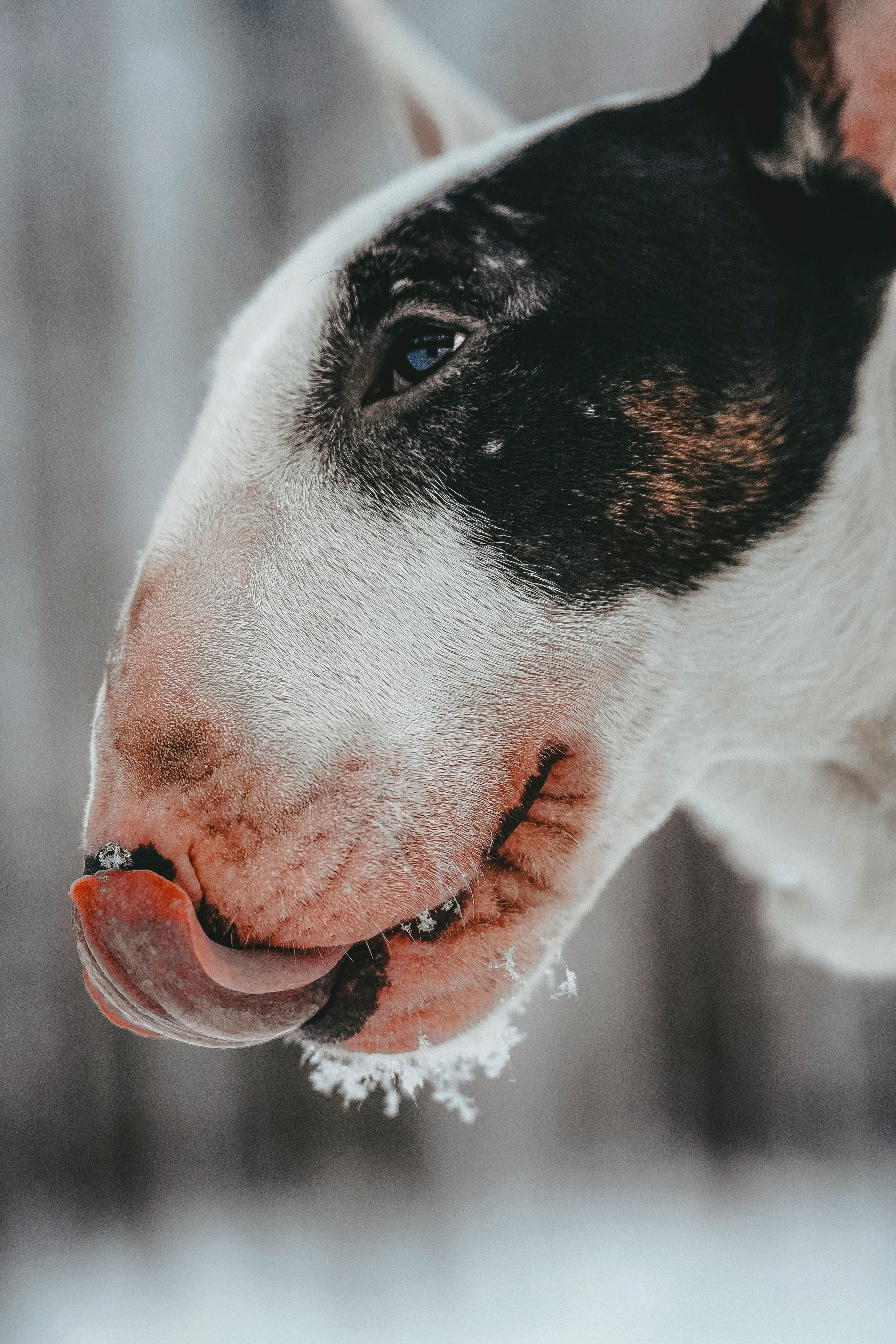 Портфолио собаки, фотограф Олеся Майрова. Фотограф анималист в Спб недорого Олеся Майорова