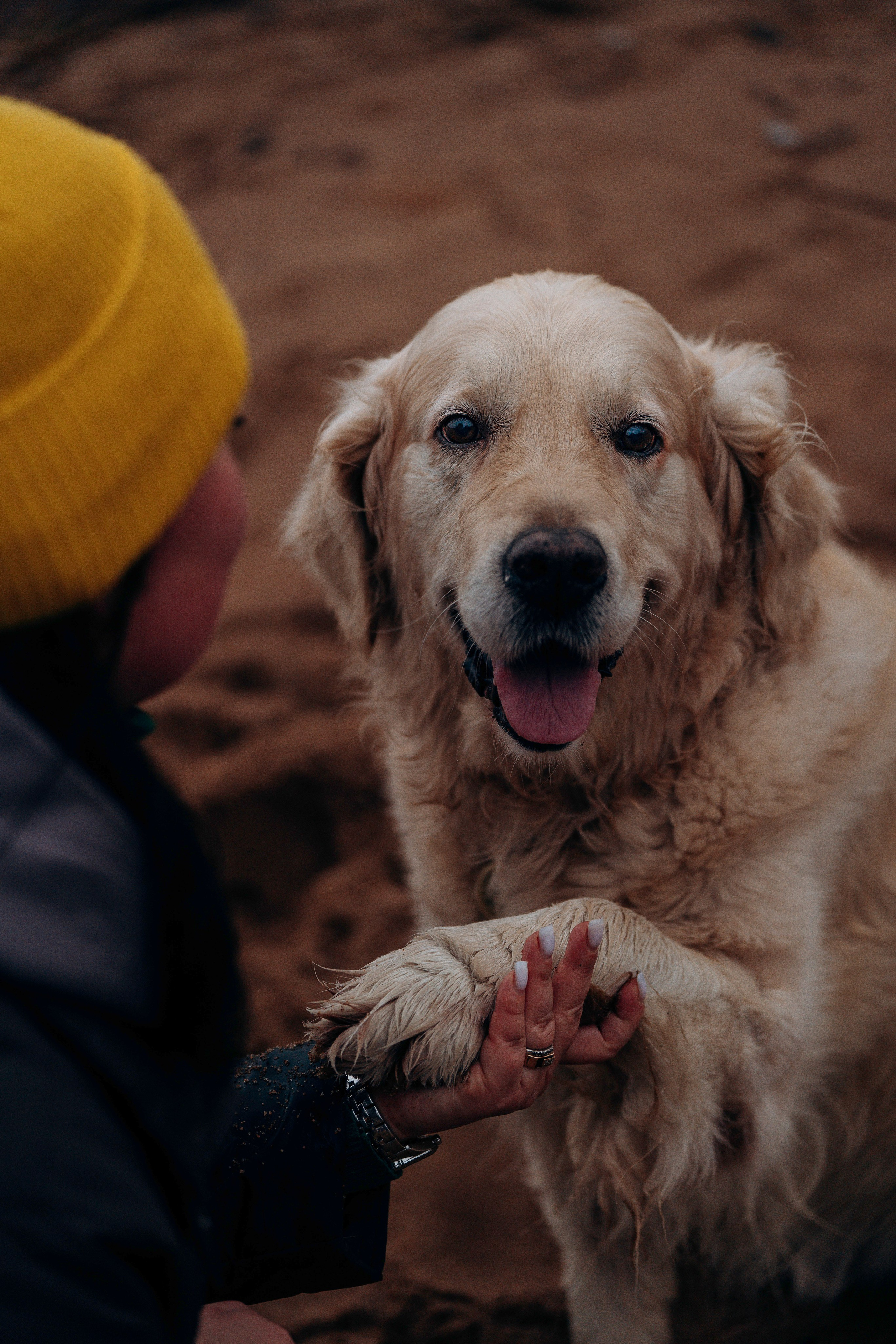 Асти, Крис и Александра. Фотограф анималист в Спб недорого Олеся Майорова