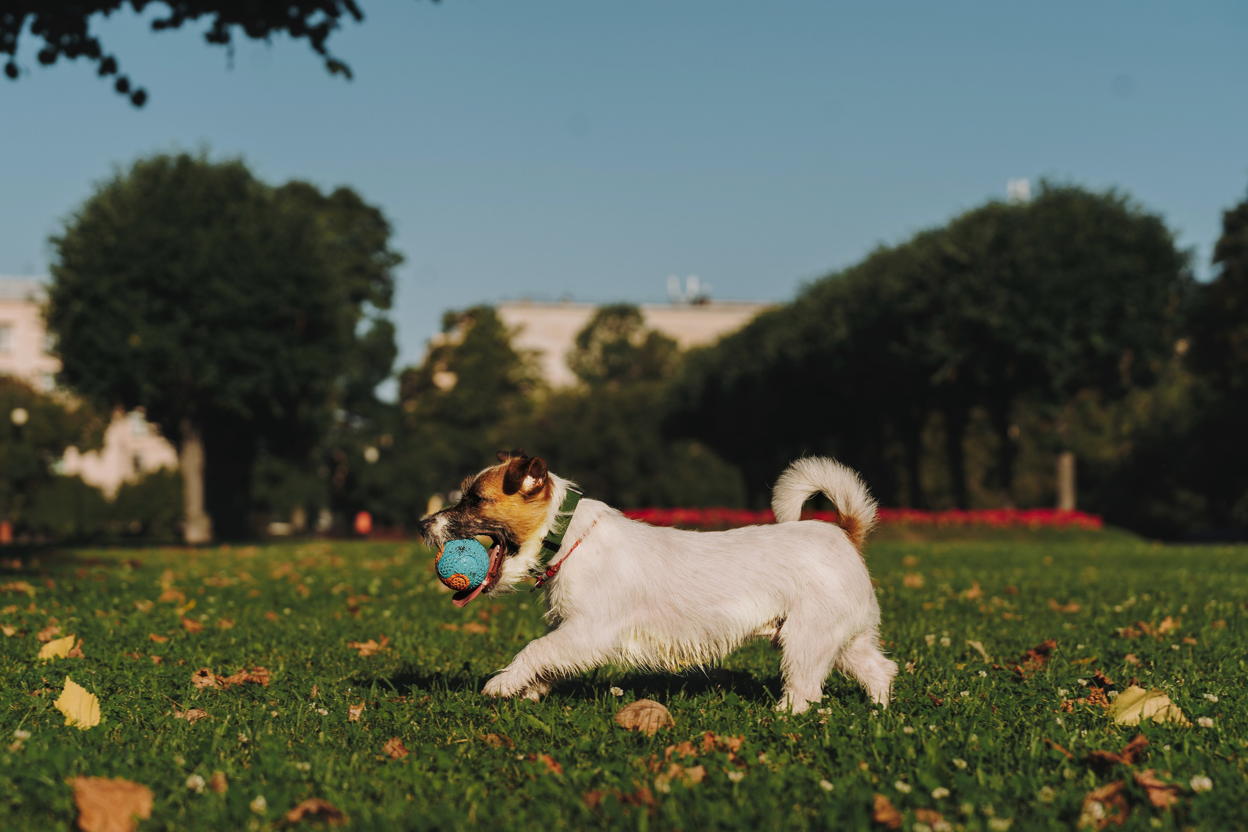 Ларс, Лукас и Ольга. Фотограф анималист в Спб недорого Олеся Майорова