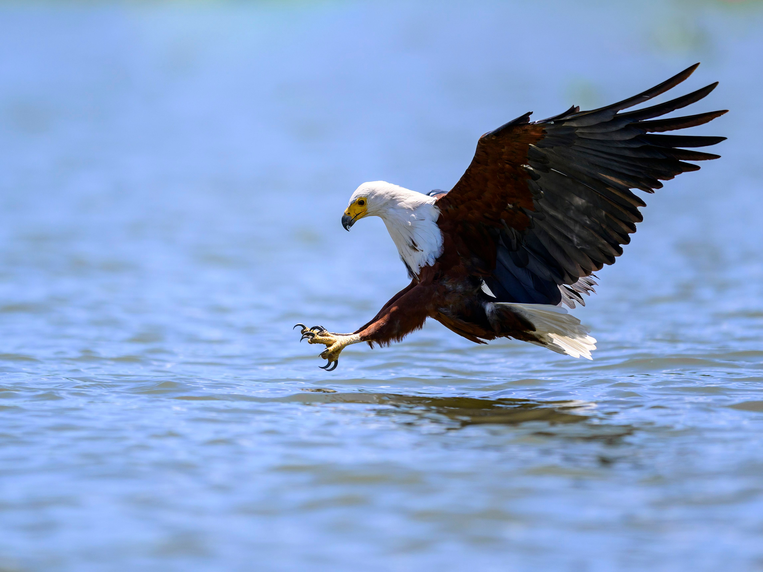 Кения. Wildlife photography by Sergey Puponin