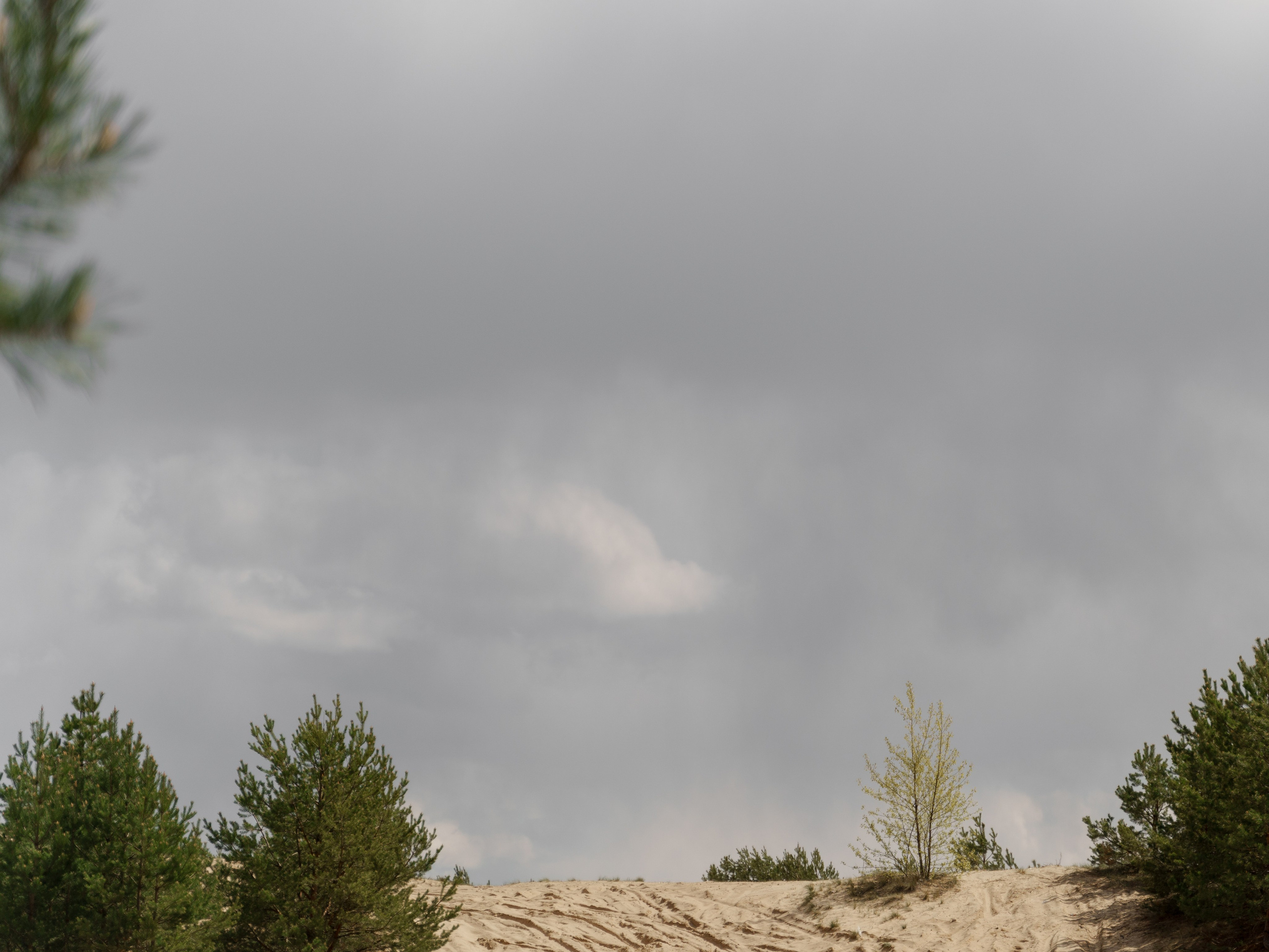 Настя, Леша, Бекки и Оливка. Свадебный и семейный фотограф Диана Лбова. Чебоксары