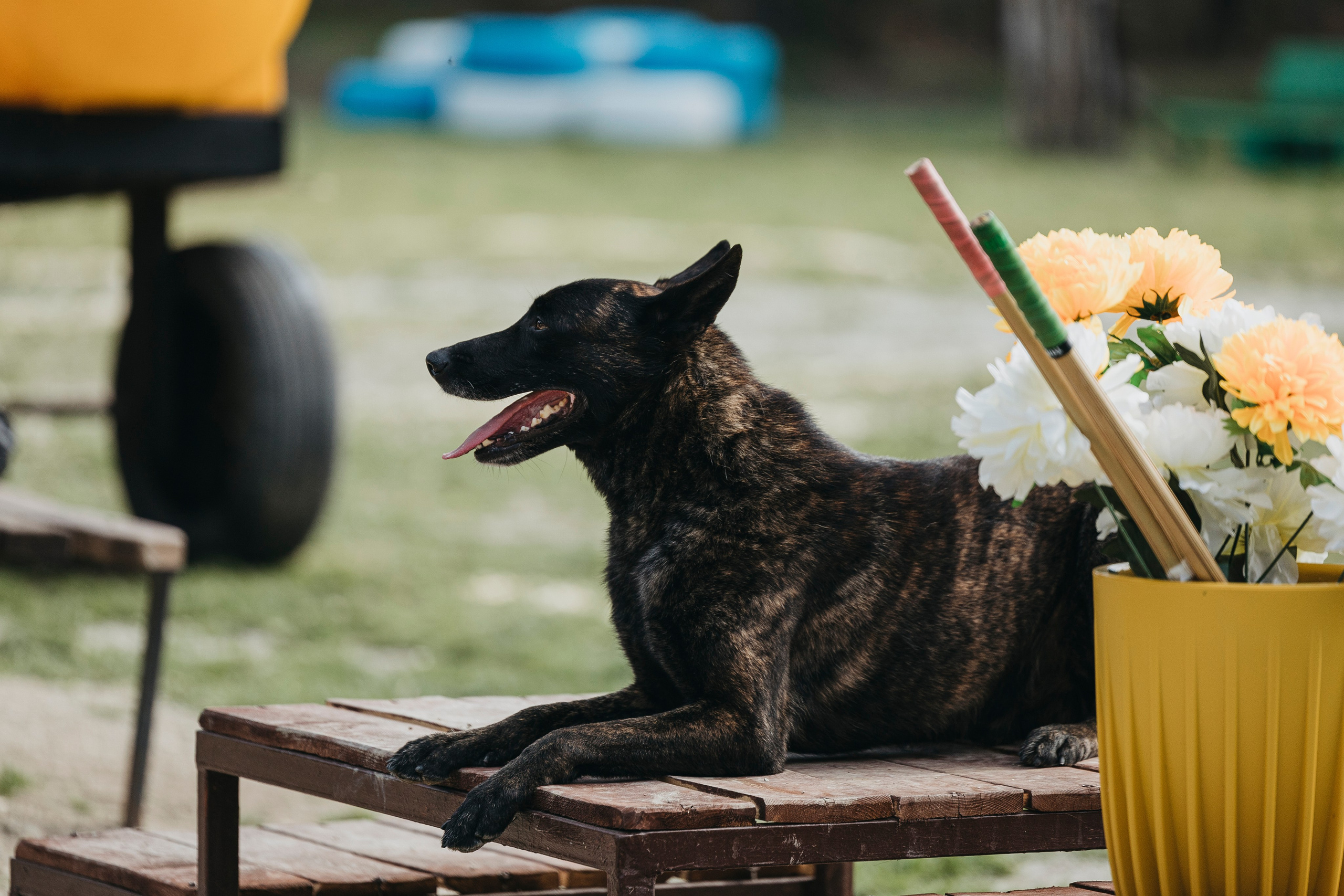 Геленджик Мондьоринг. Фотограф-анималист Анна Маринич