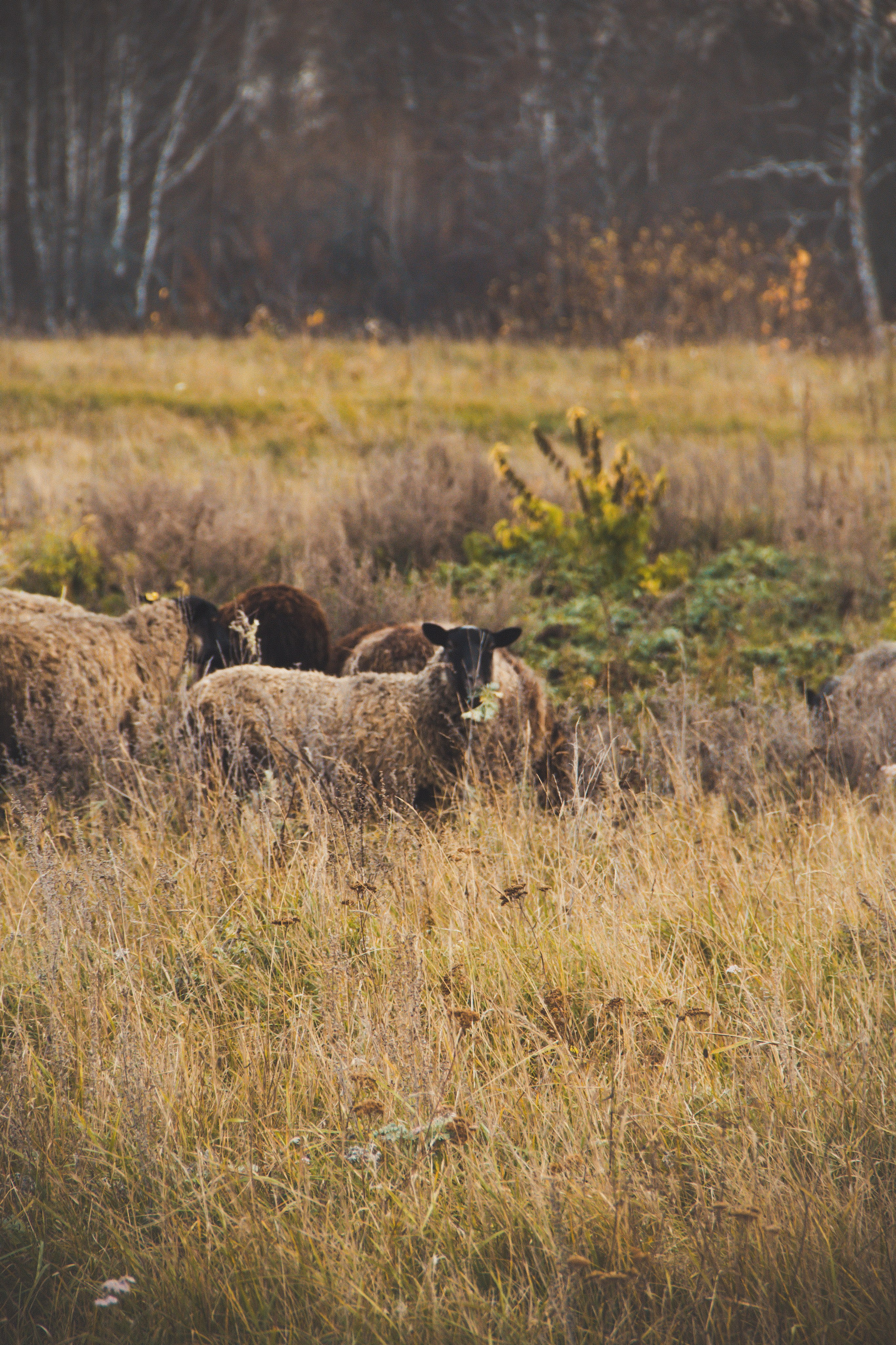 Природа/Животные