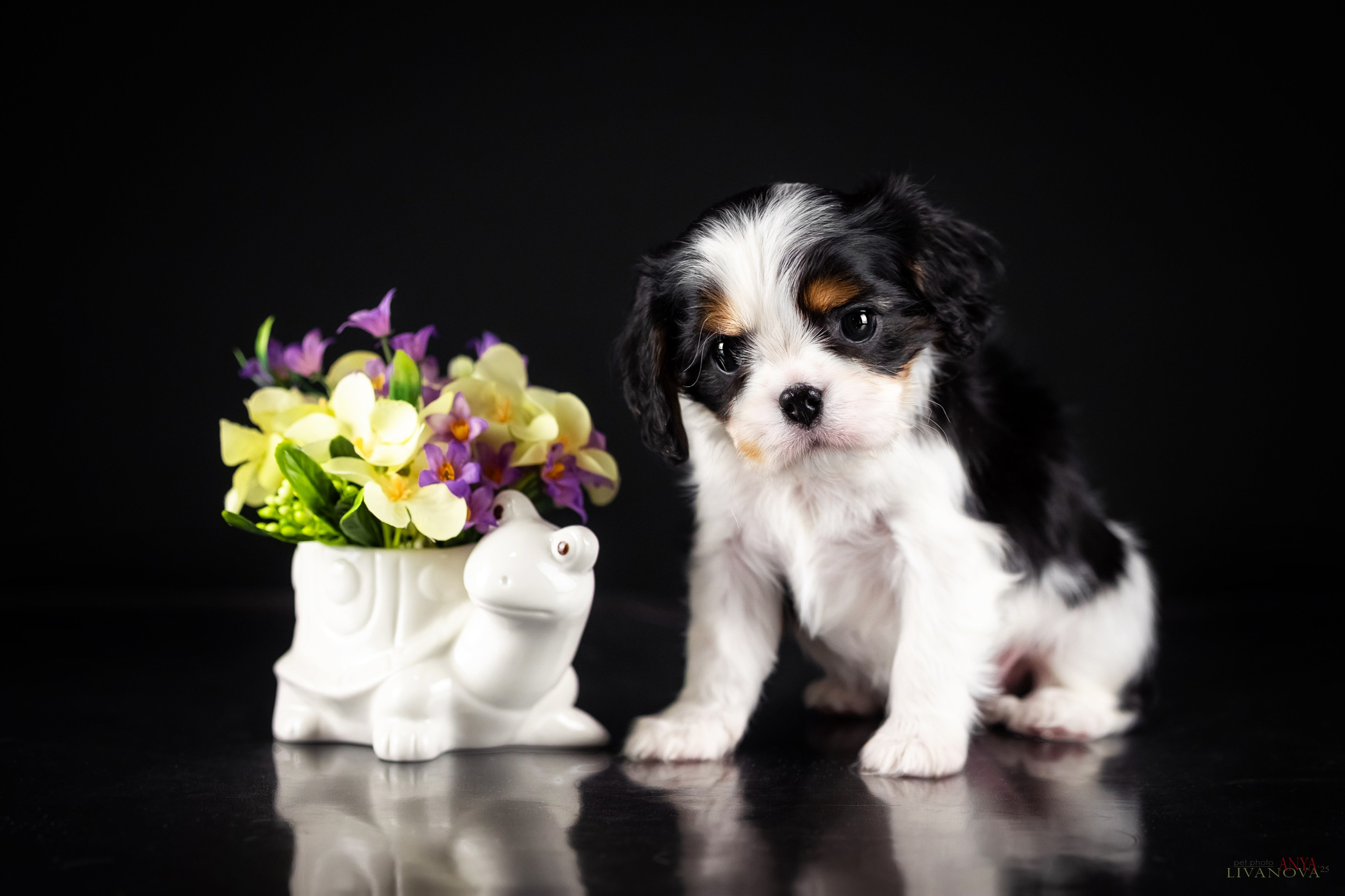 Кавалерчики. Фотограф анималист Аня Ливанова | Рыбинск
