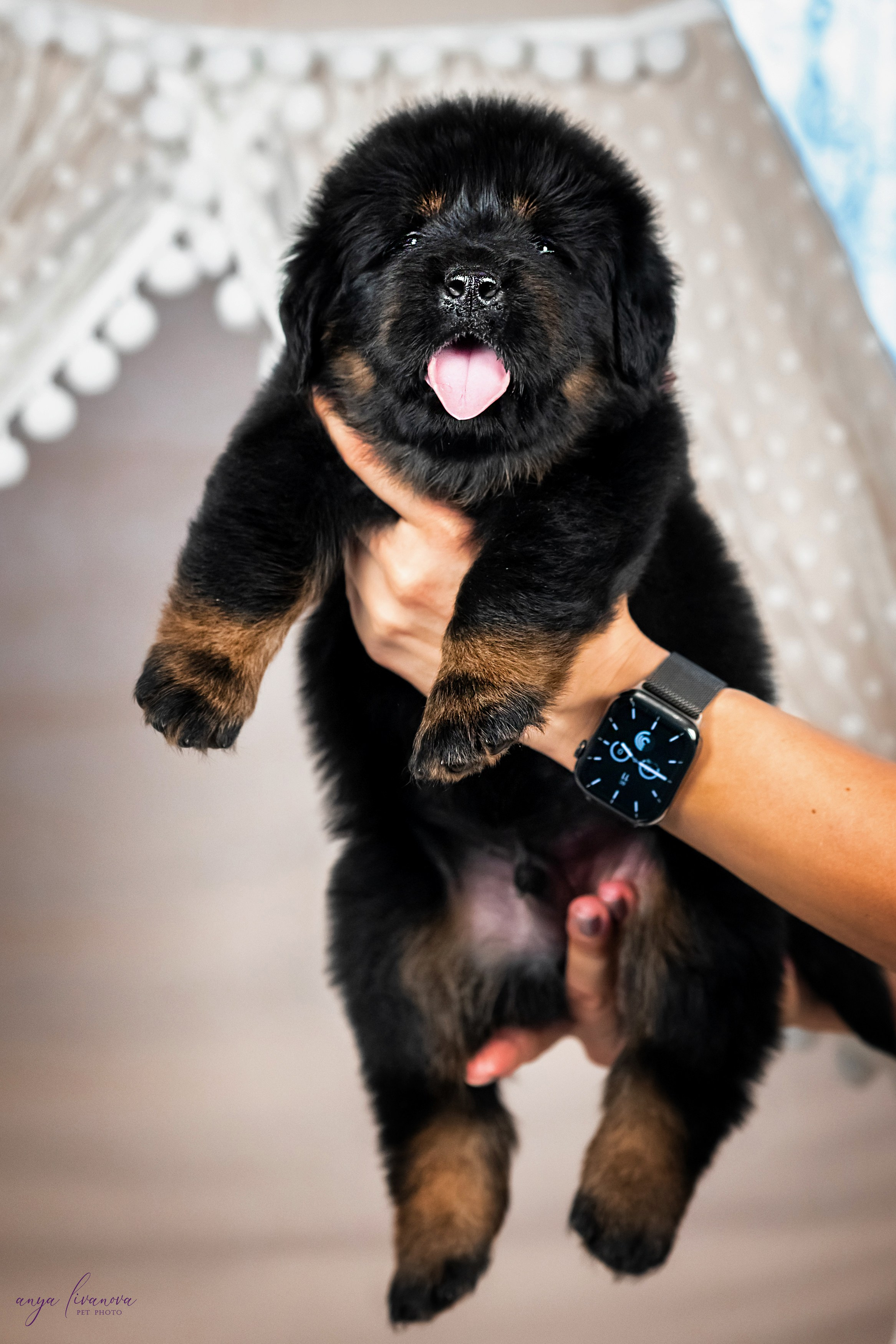 Тибеты. Фотограф анималист Аня Ливанова | Рыбинск