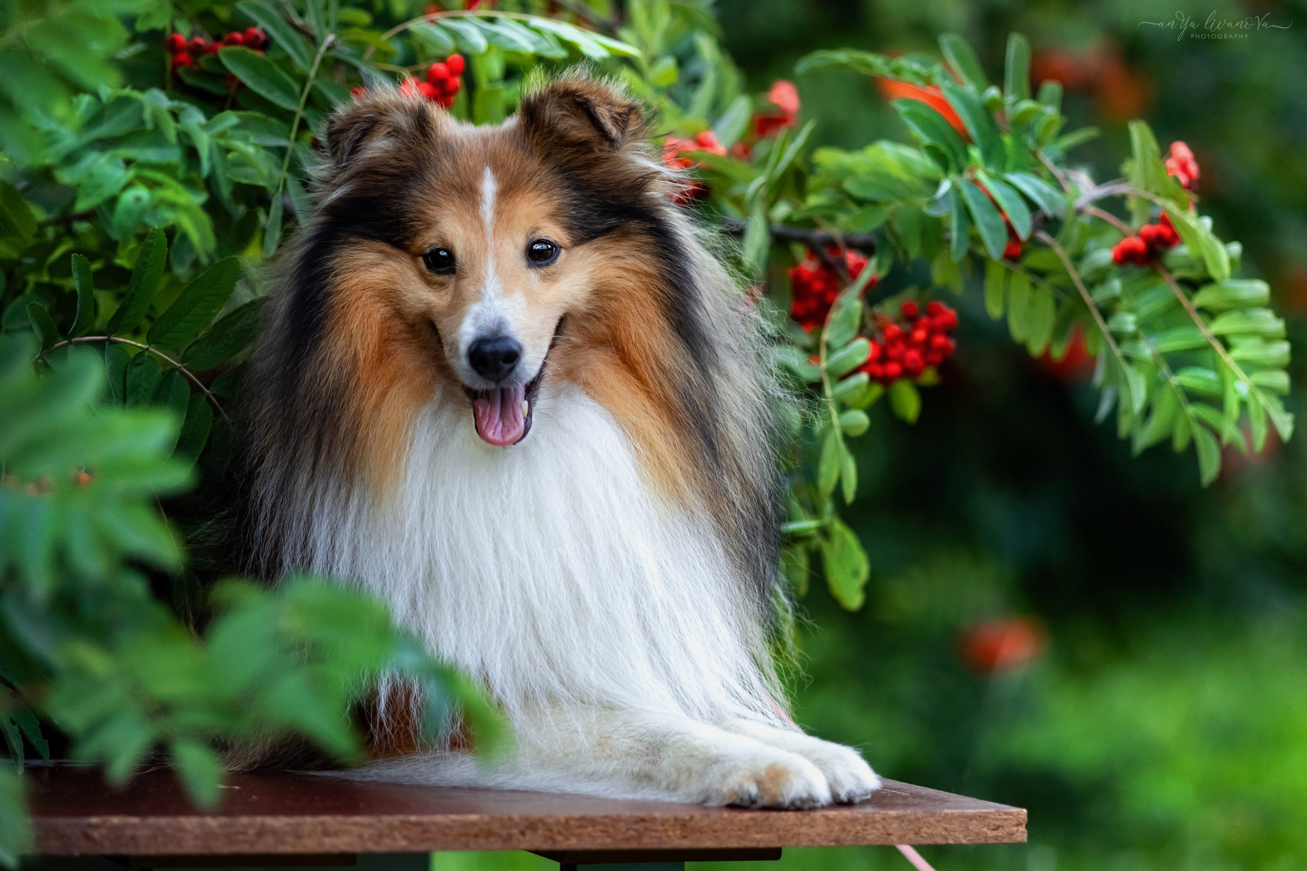 Рябинки. Фотограф анималист Аня Ливанова | Рыбинск