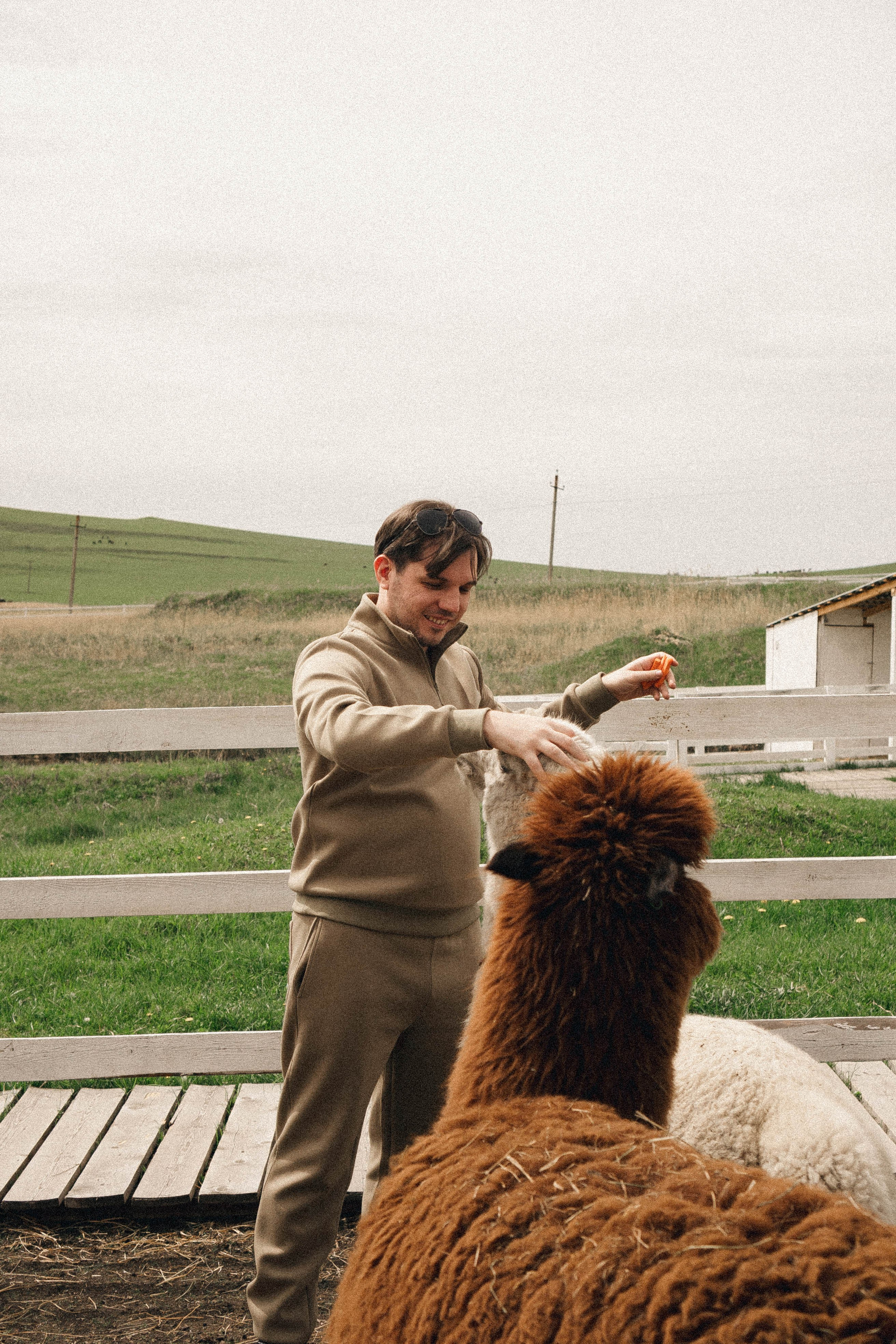 Ферма Альпак. Профессиональный фотограф, Санкт-Петербург — Виктория Богомолова