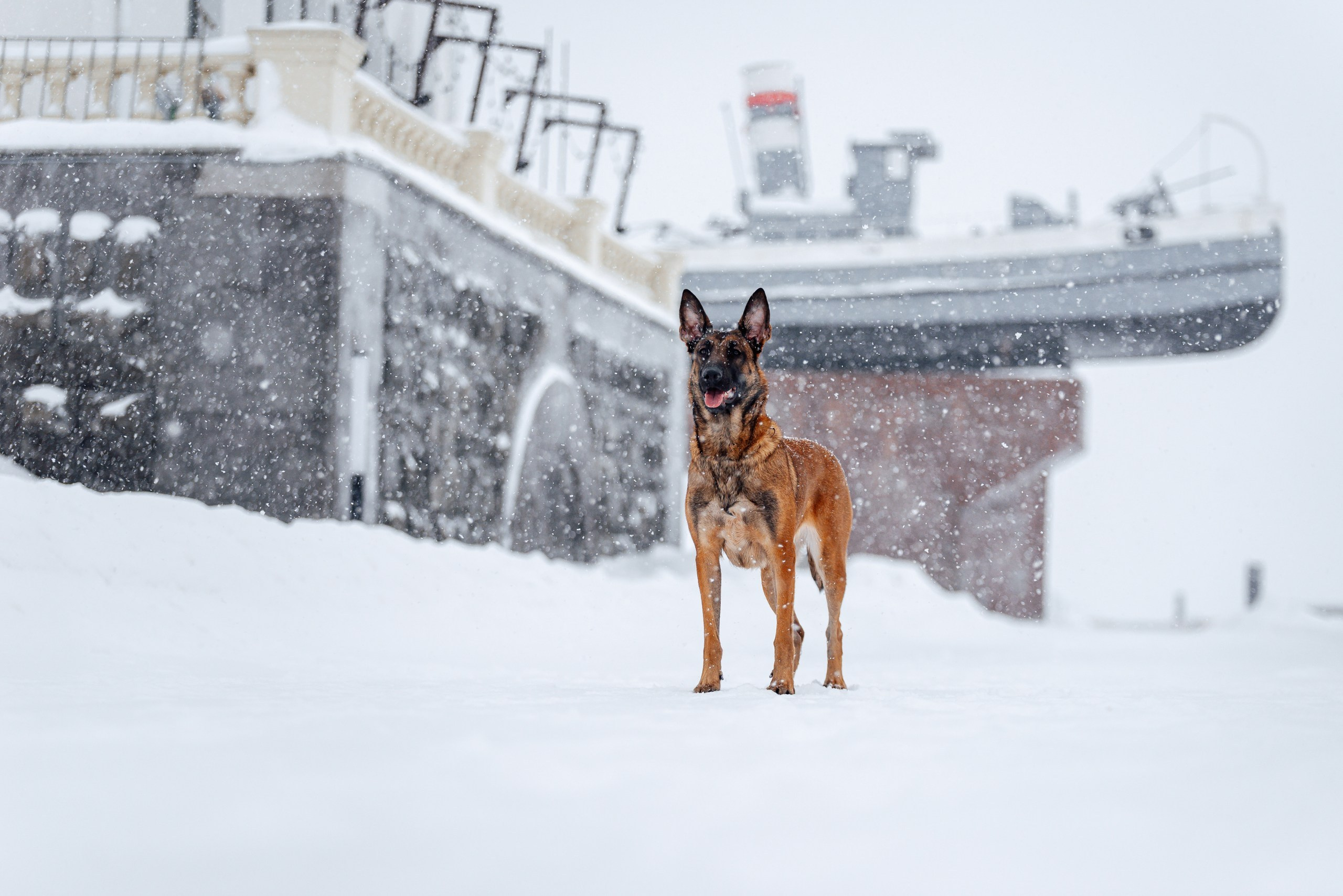 Кристина и Зума. Фотограф-анималист Анастасия Парфенова|Екатеринбург