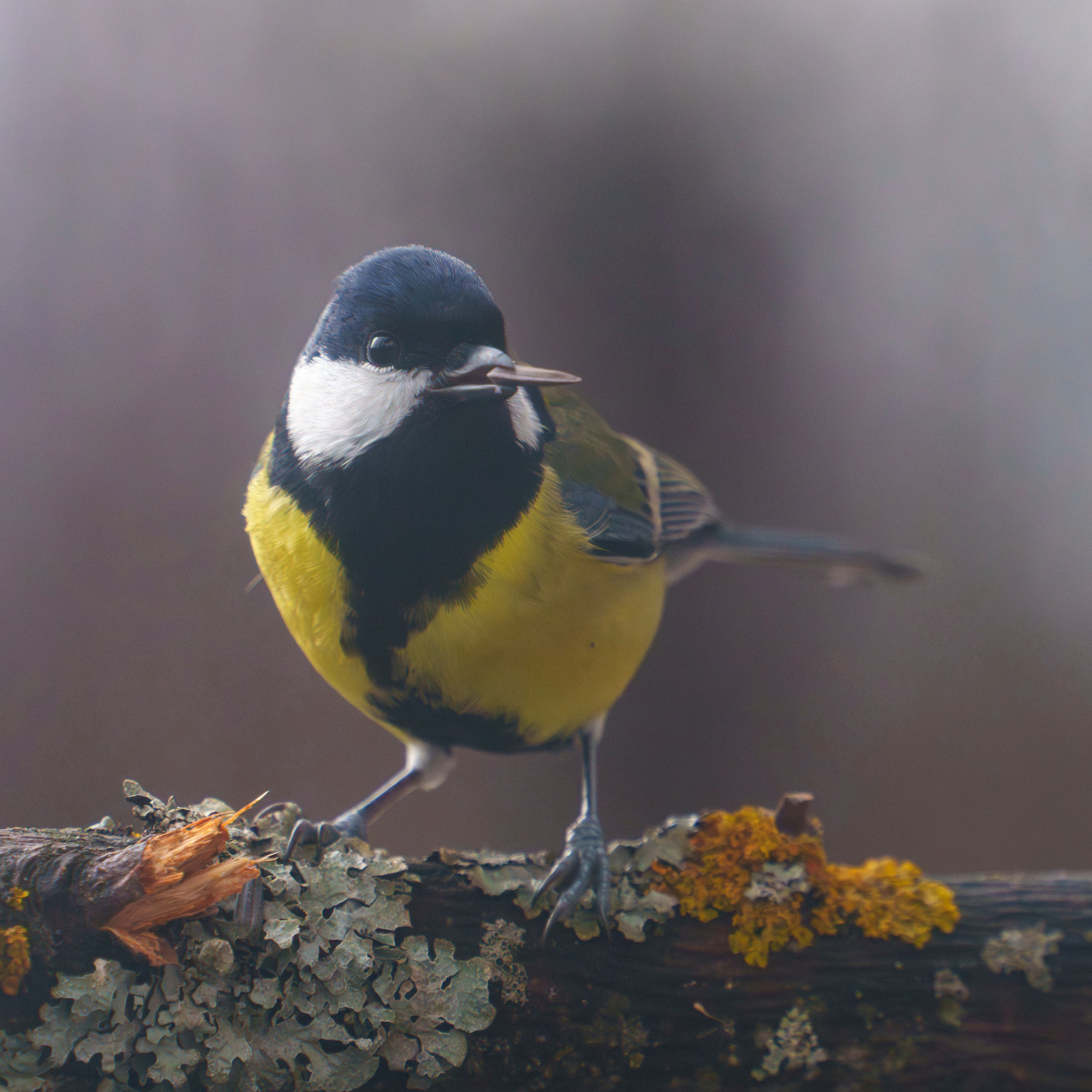 Animals — Животные