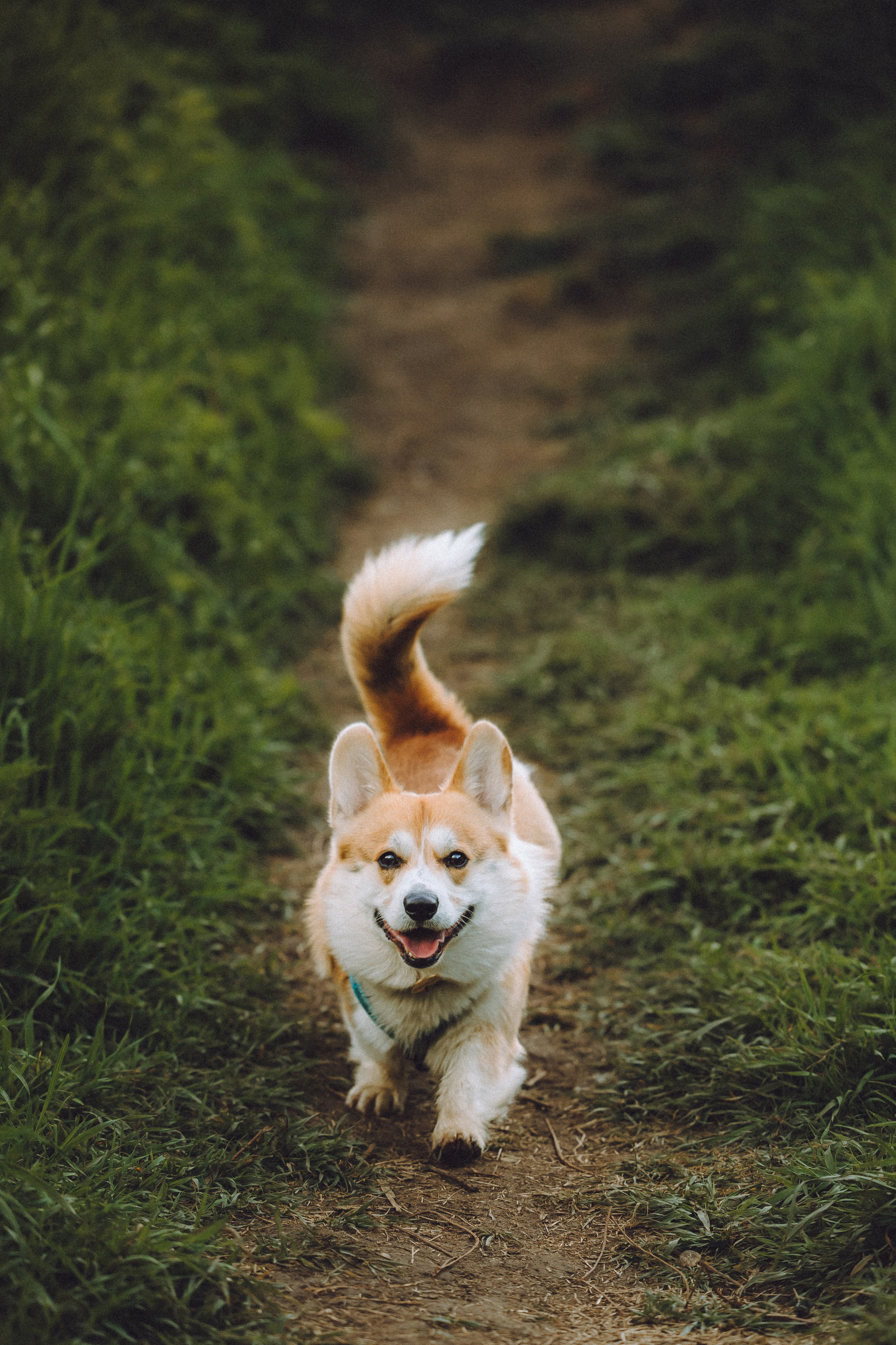 Вирджик и его семья