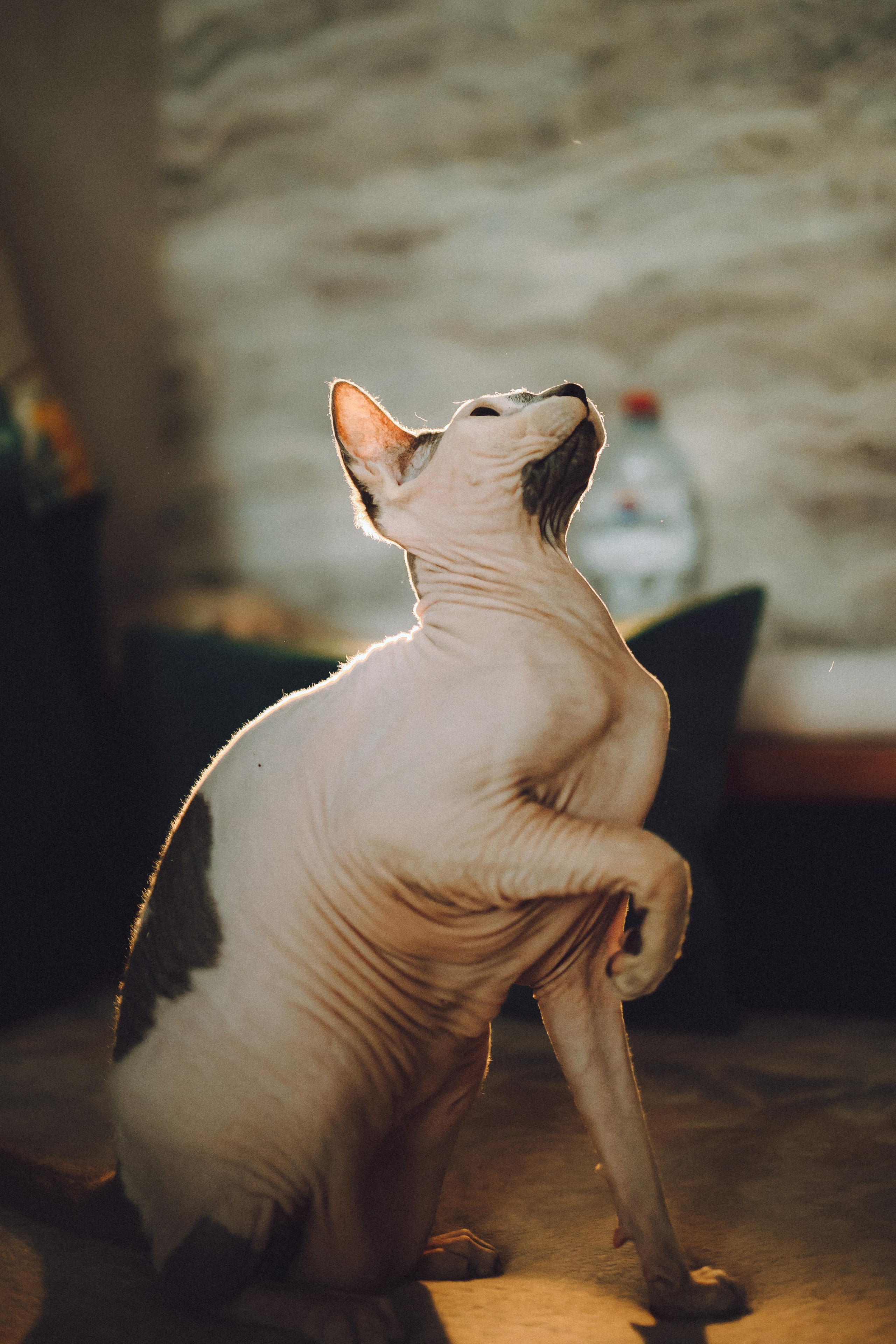 Топик и его семья