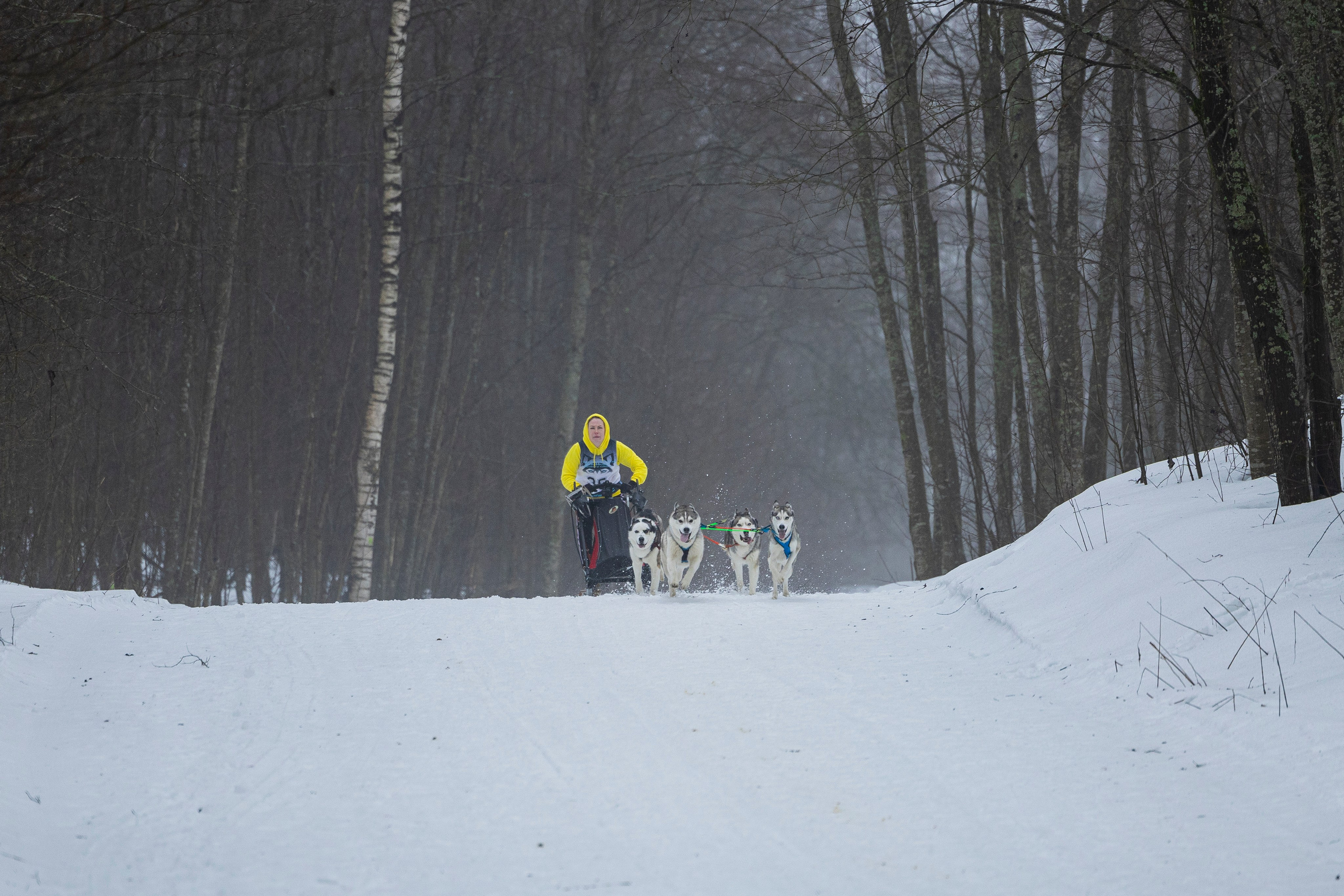 Зимний Чемпионат Санкт-Петербурга по ездовому спорту. Фотограф-анималист Анна Маринич
